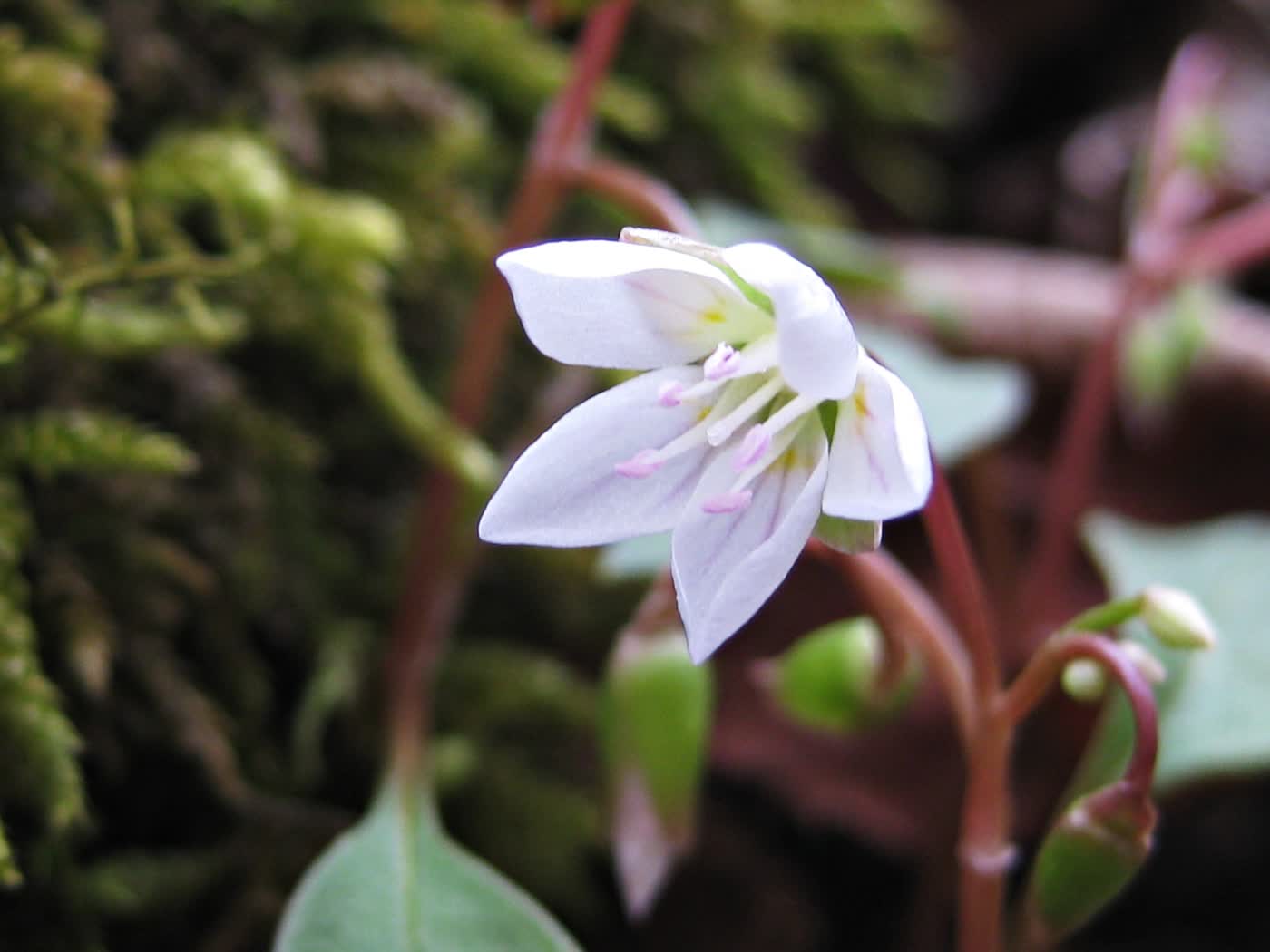 Клейтония каролинская (Claytonia caroliniana) — белый цветок с розовыми жилками на фоне широких овальных листьев-«ложечек»
