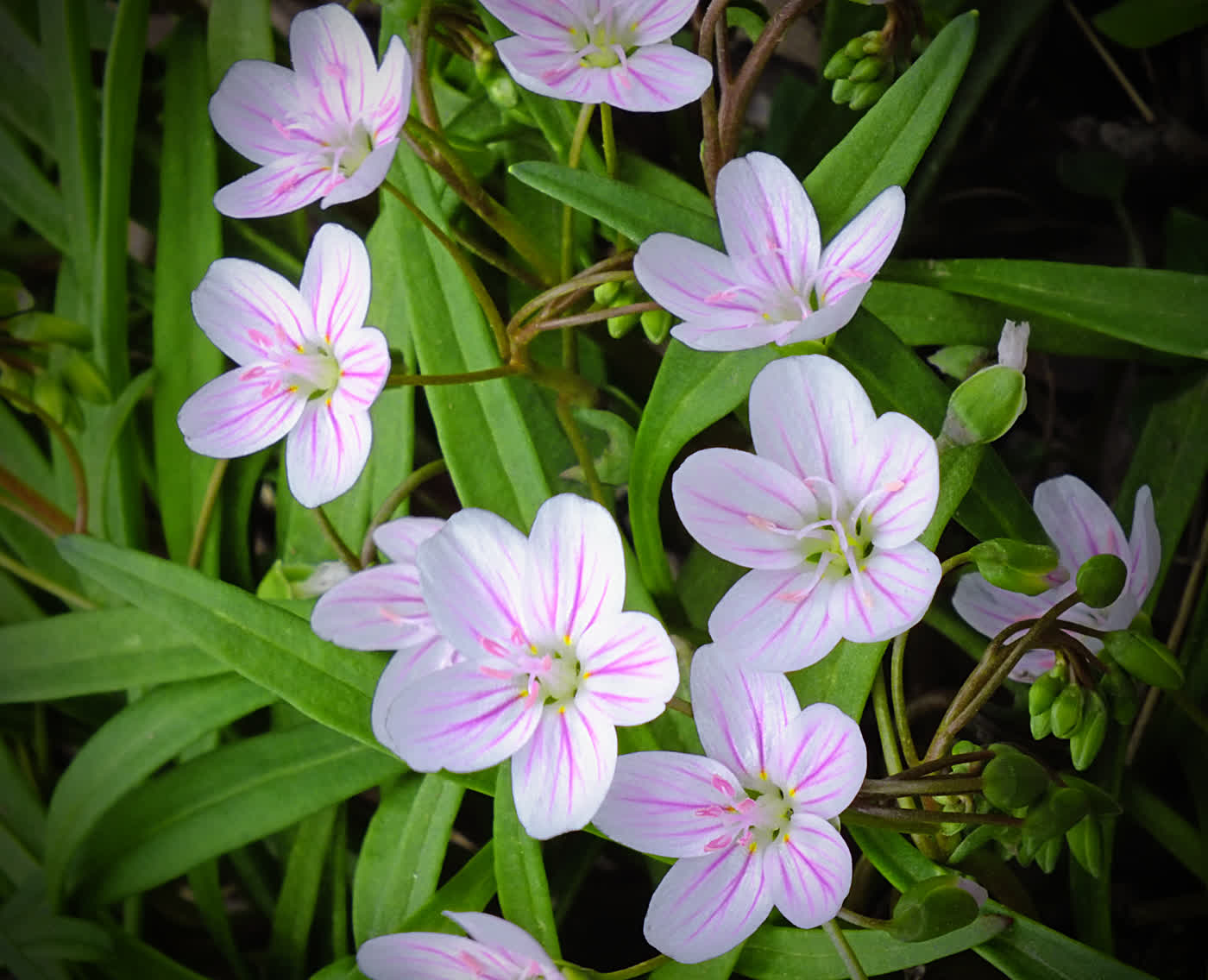 Клейтония виргинская (Claytonia virginica) — белые пятилепестковые цветки с розовыми жилками-полосками