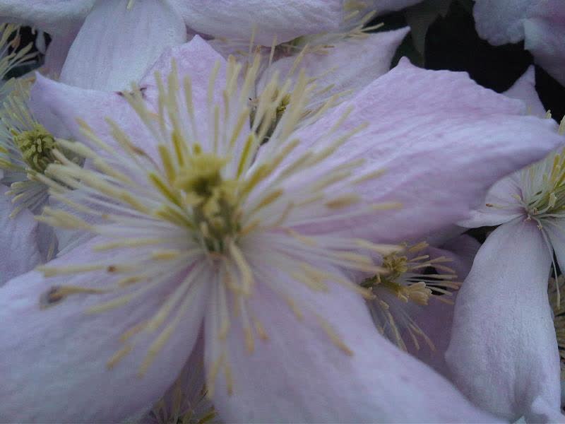 Клематис горный (Clematis montana) — сплошная масса белых четырёхлепестковых цветков на лиане