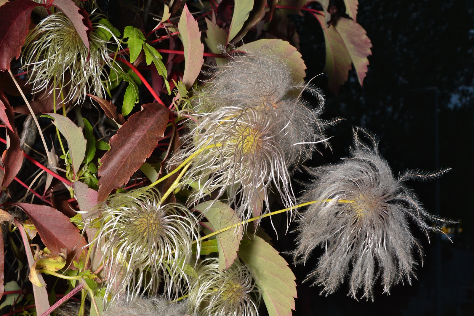 Клематис тангутский (Clematis tangutica) — мелкие поникающие жёлтые цветки-фонарики на лиане