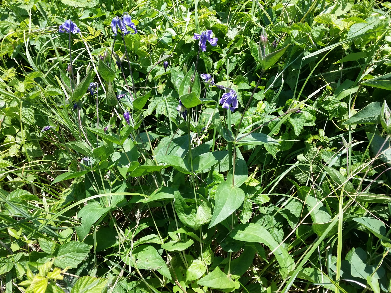 Клематис цельнолистный (Clematis integrifolia) — одиночные поникающие колокольчатые цветки на невьющемся стебле среди травы