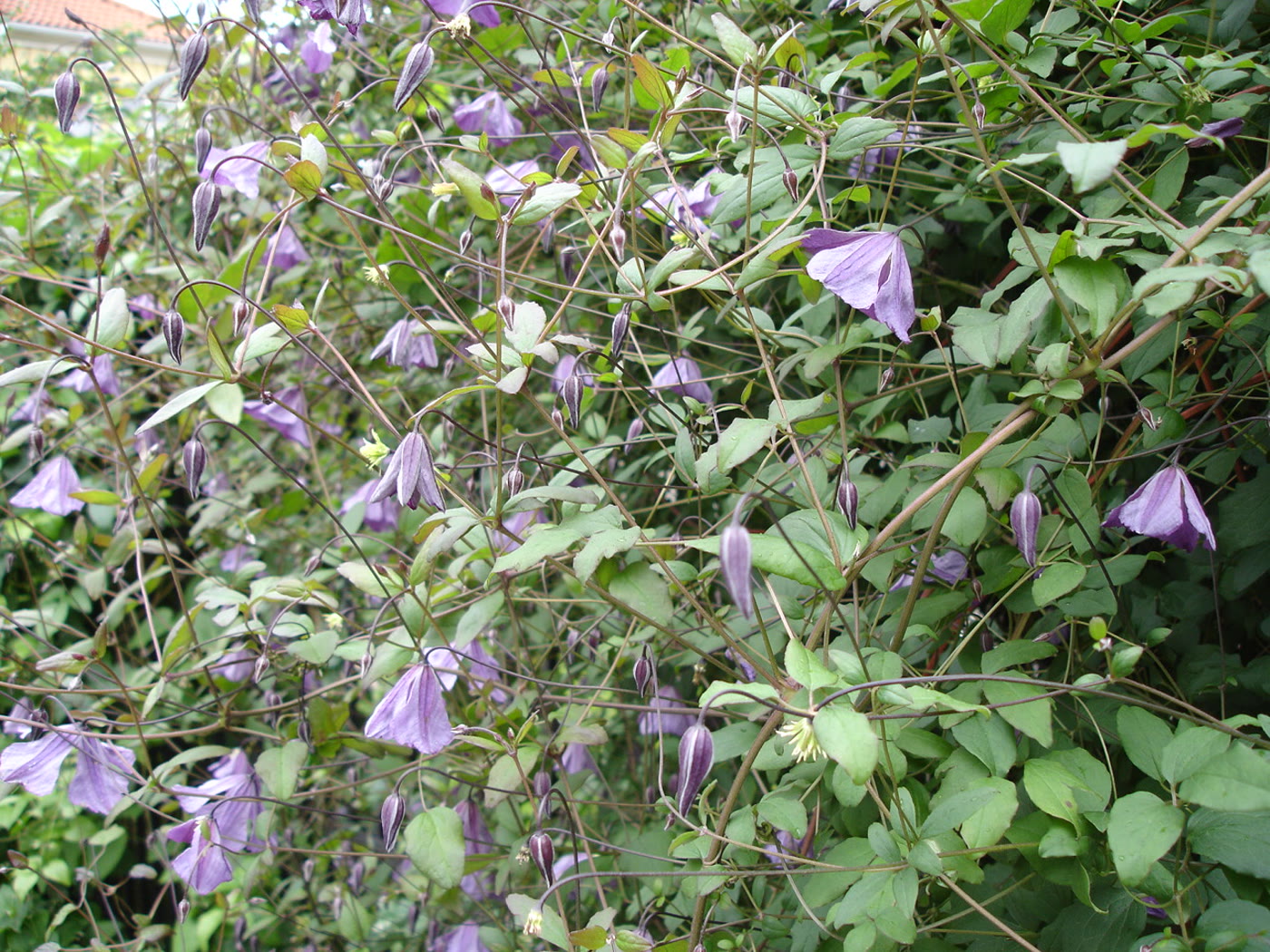 Клематис витицелла (Clematis viticella) — внешний вид растения
