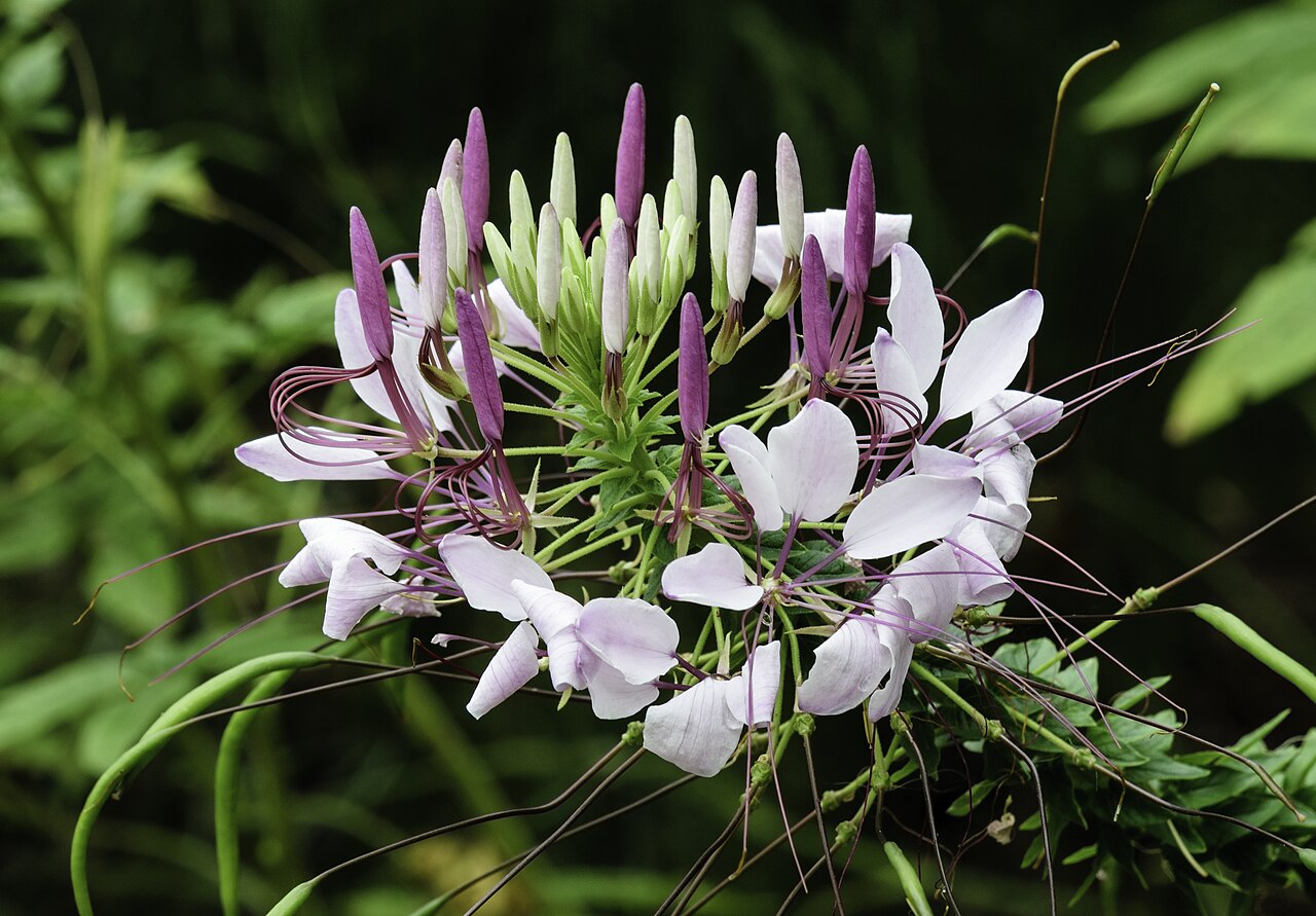 Клеоме (Cleome hassleriana) — внешний вид растения