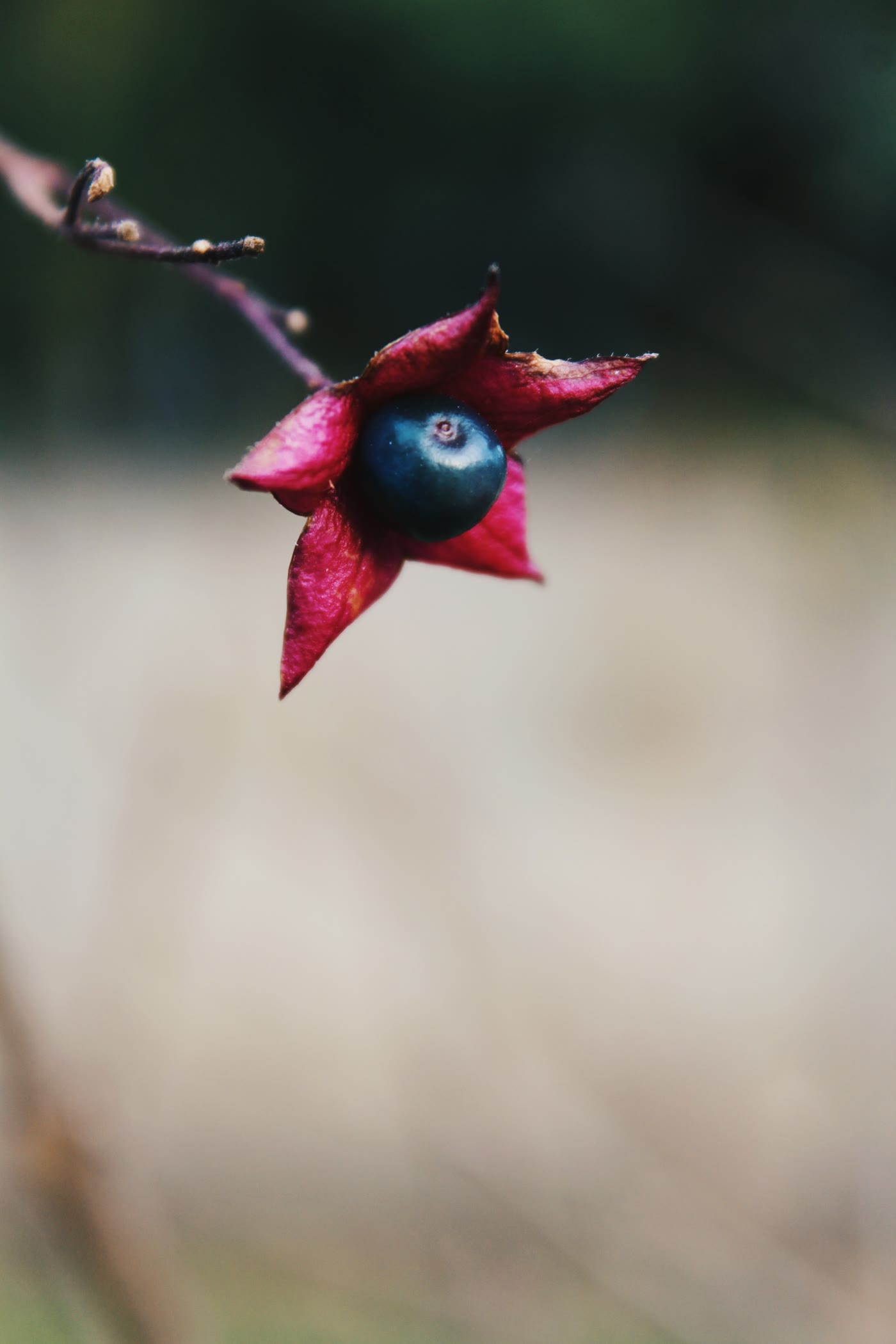 Клеродендрум трёхраздельный (Clerodendrum trichotomum) — синие ягоды в ярко-розовых чашечках-звёздах