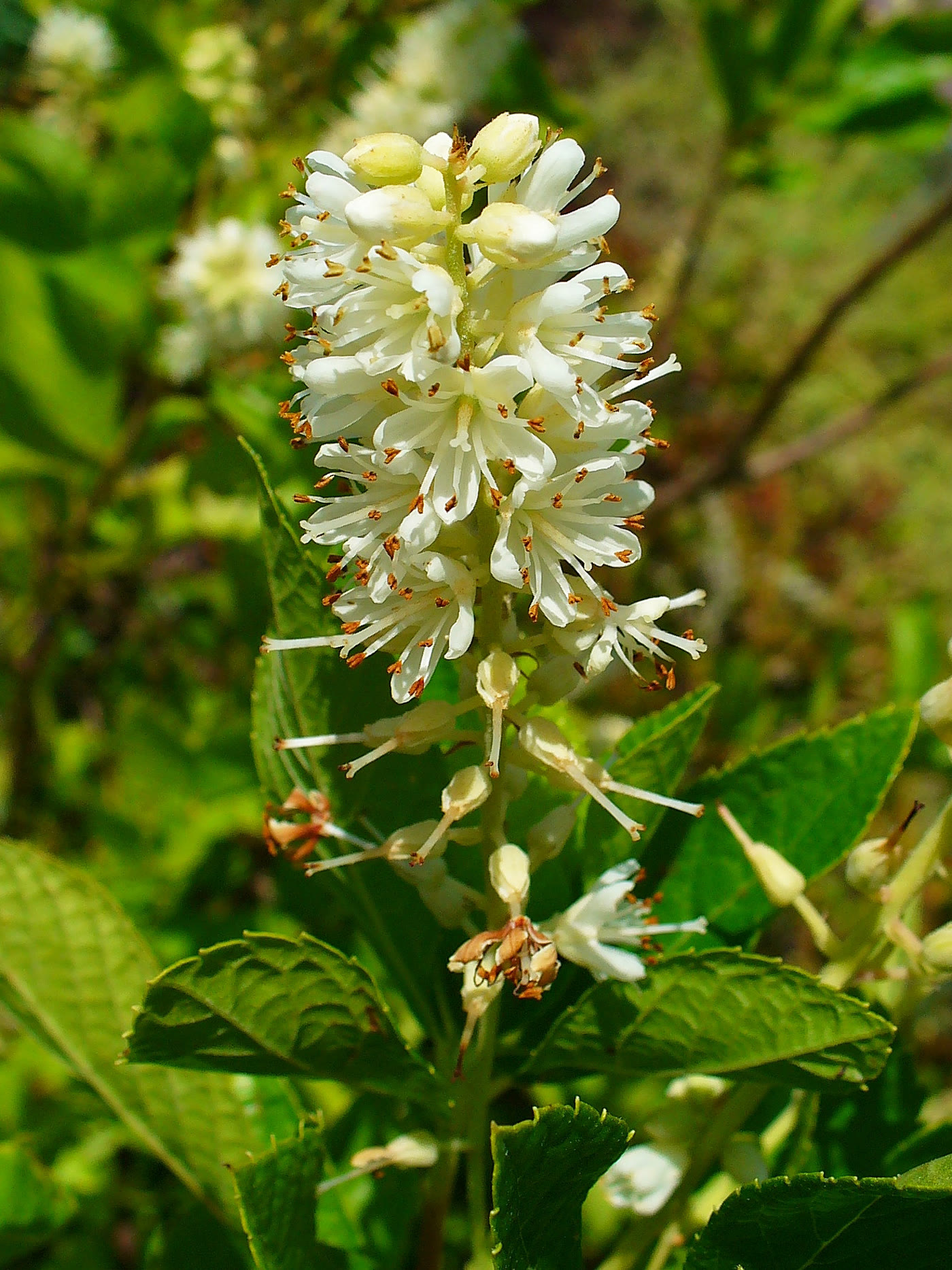 Клетра ольхолистная (Clethra alnifolia) — свечевидные соцветия из мелких ароматных белых цветков