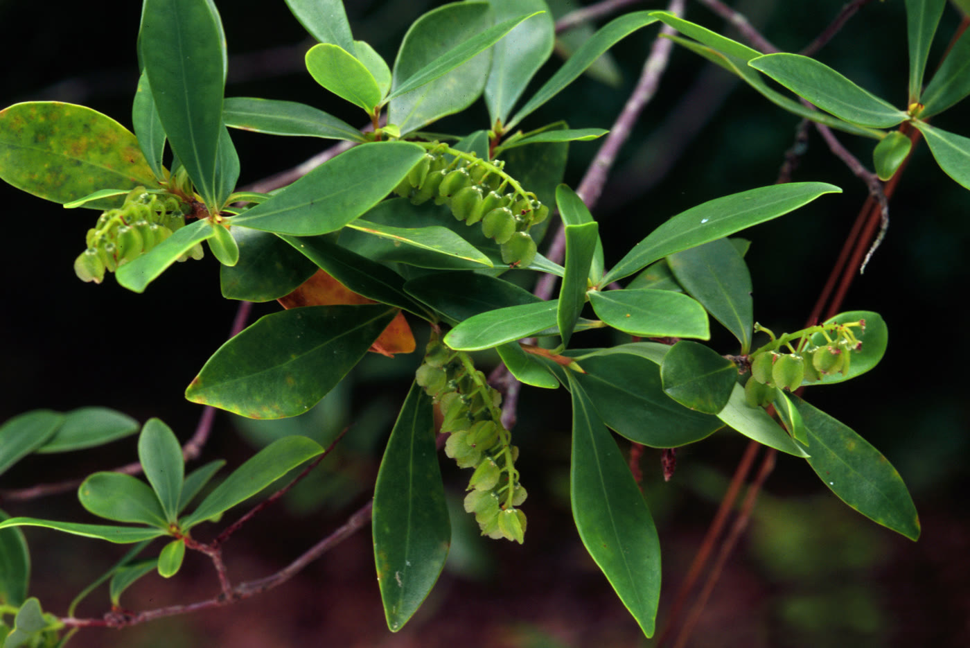 Клифтония однолистная (Cliftonia monophylla) — глянцевые кожистые вечнозелёные листья и повисающие кисти угловатых ребристых семенных коробочек
