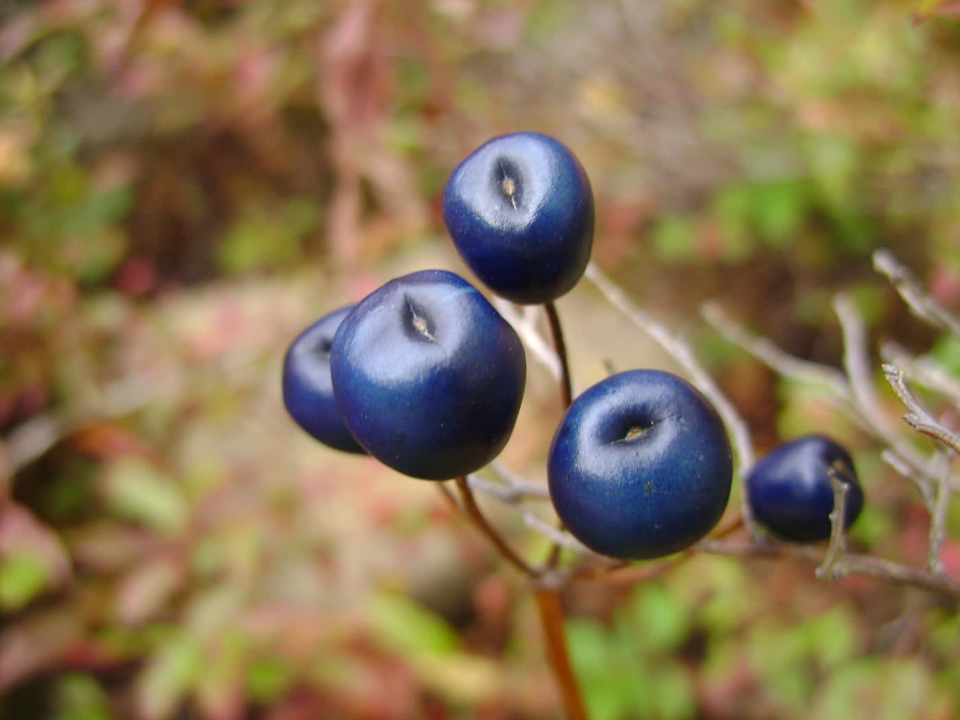 Клинтония северная (Clintonia borealis) — гроздь ярко-синих ягод над глянцевыми листьями