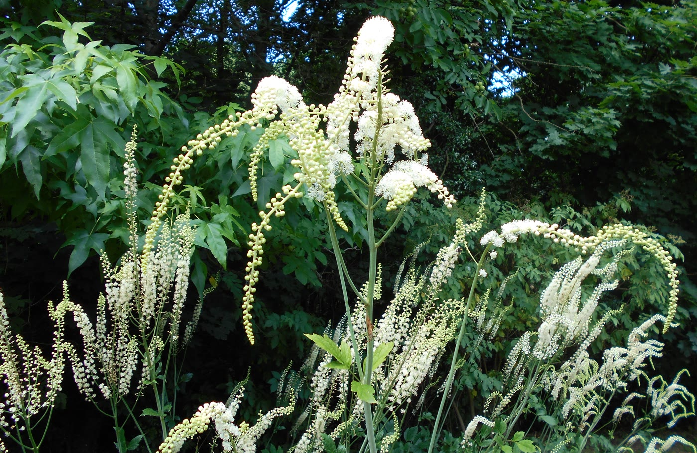 Клопогон кистевидный (Actaea racemosa) — высокие белые кистевидные свечи над лесной листвой