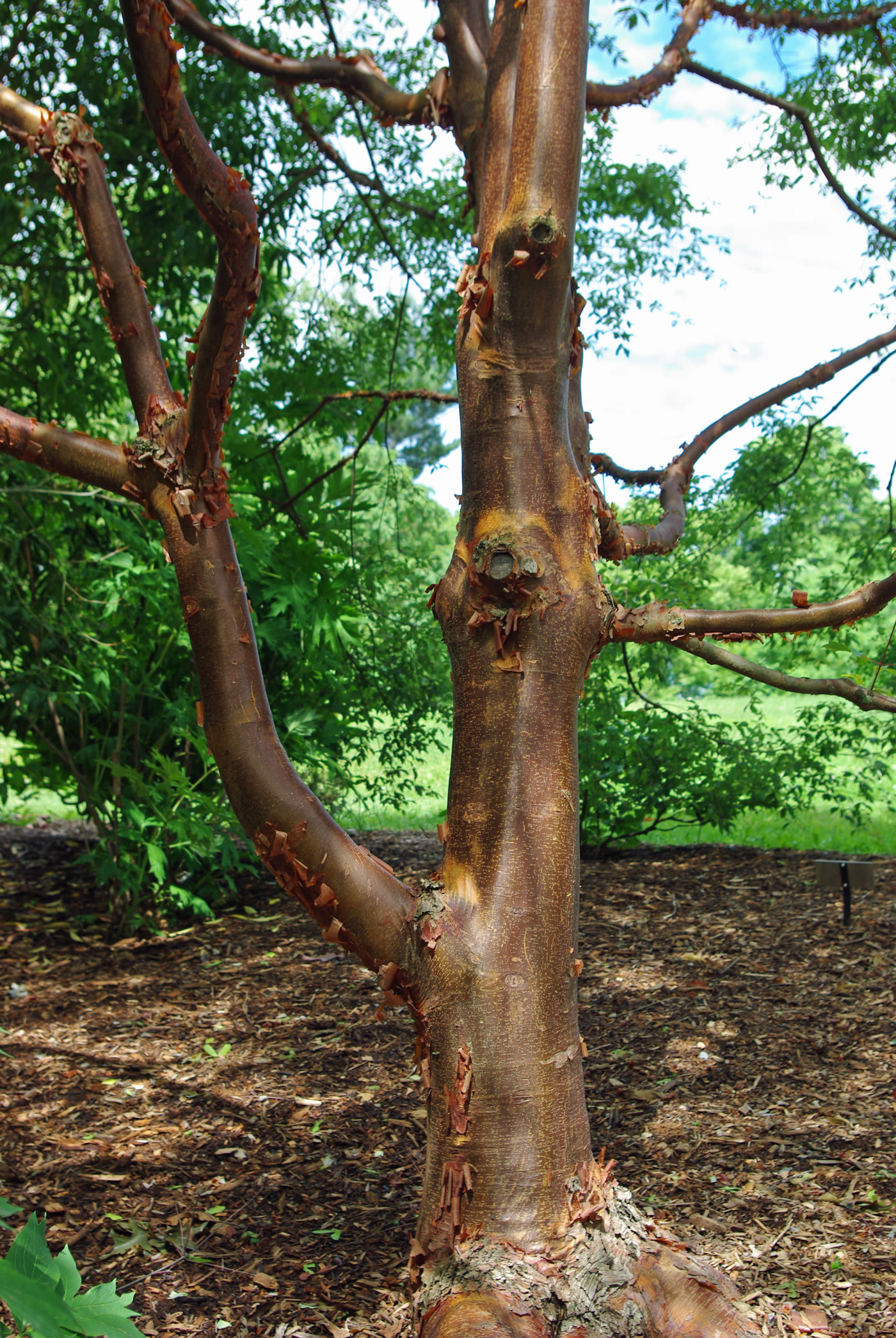 Клён бумажнокорый (Acer griseum) — отслаивающаяся корично-медная кора ствола