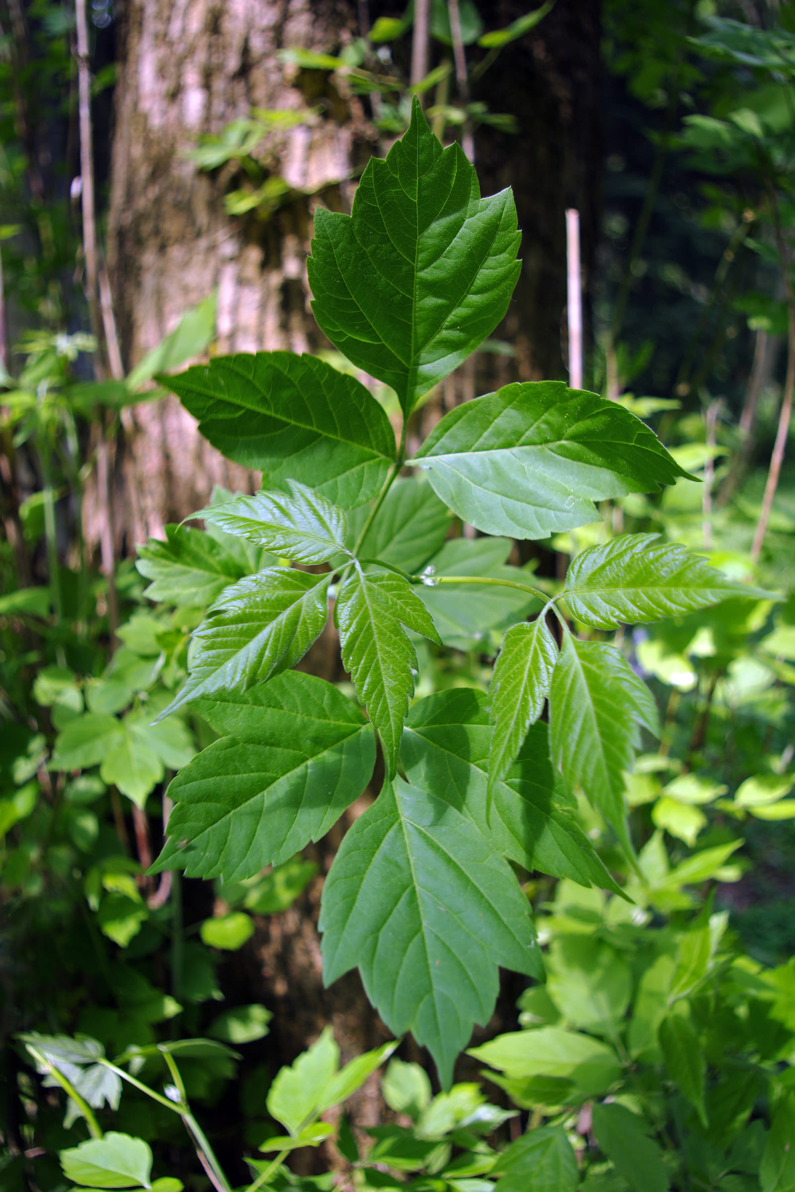 Клён ясенелистный (Acer negundo) — сложный перистый лист с отдельными листочками