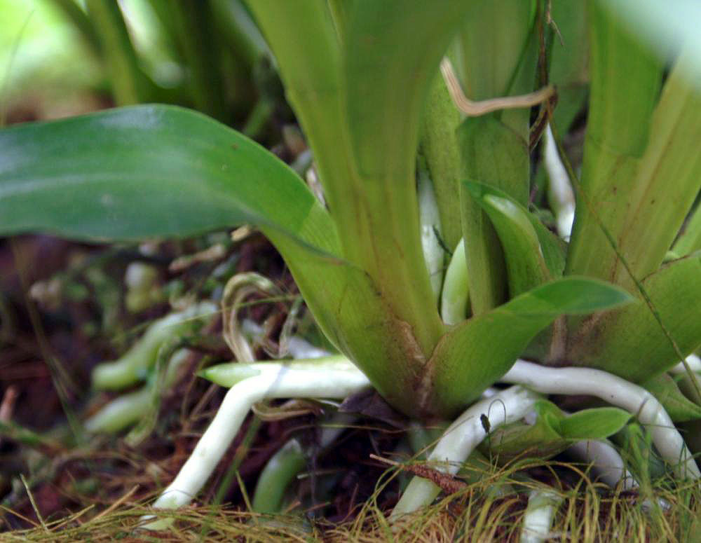 Кохлеантес разноцветный (Cochleanthes discolor) — тенелюбивая орхидея без псевдобульб с широким веером мясистых листьев и восковым цветком у основания