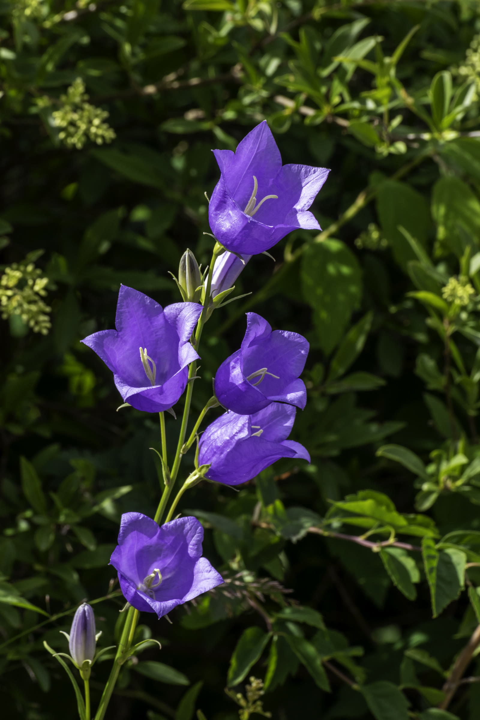 Колокольчик персиколистный (Campanula persicifolia) — высокий цветонос с крупными широко расставленными колокольчиками