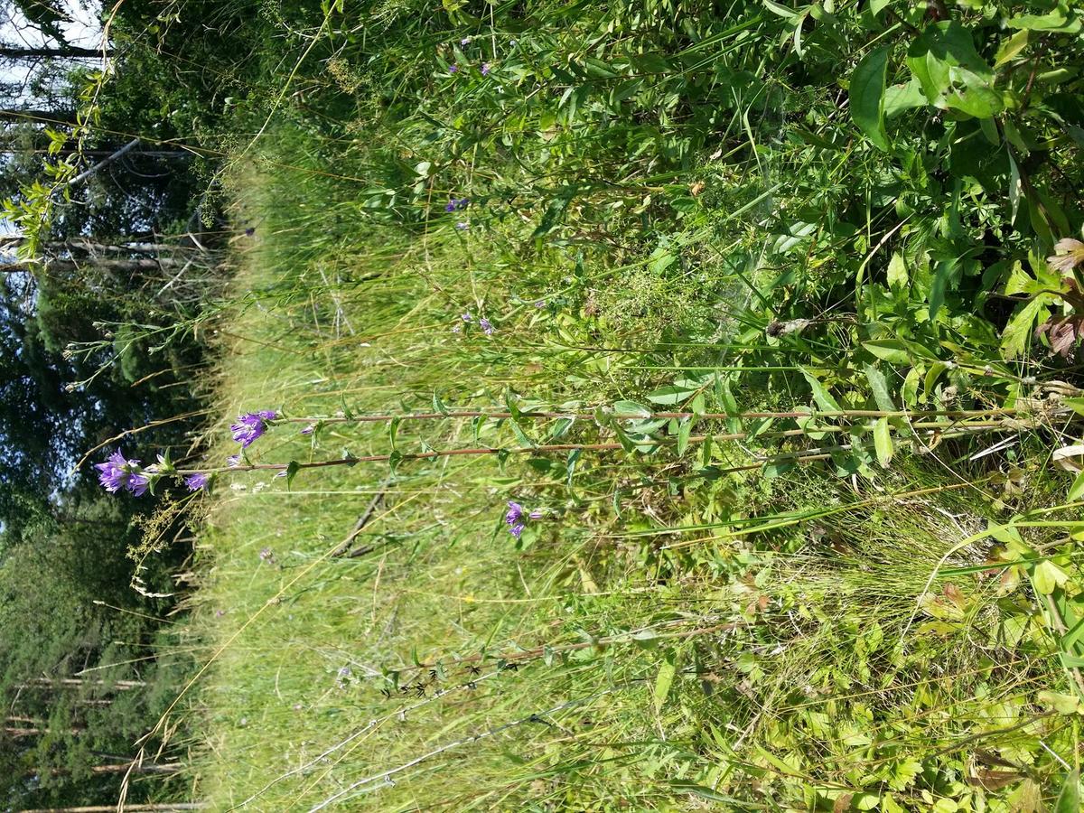 Колокольчик скученный (Campanula glomerata) — плотные головки-соцветия фиолетовых колокольчиков на верхушке стебля