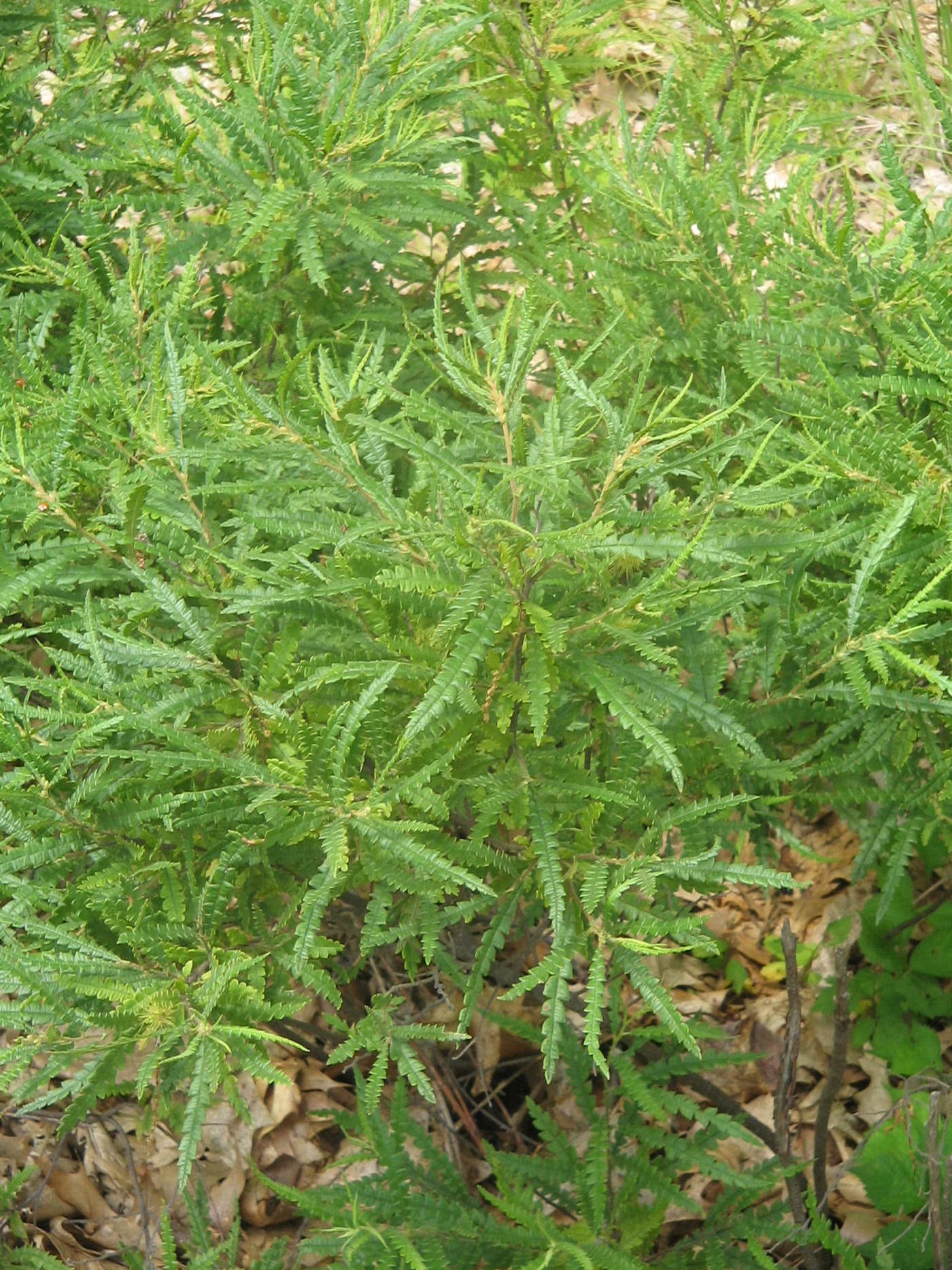 Комптония ситниковая (Comptonia peregrina) — куст с папоротниковидными узкими рассечёнными листьями