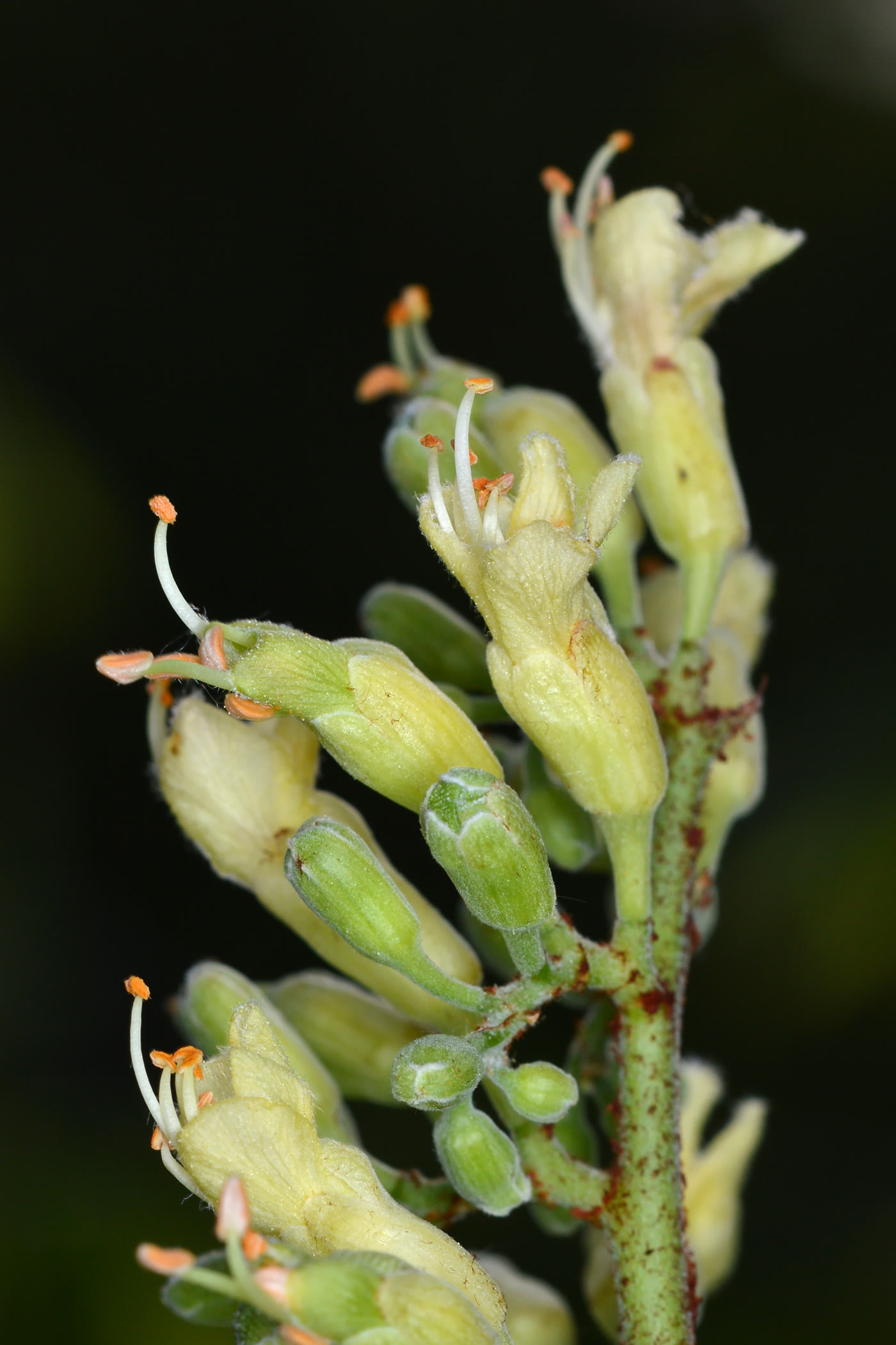 Конский каштан голый (Aesculus glabra) — соцветие с бледно-жёлто-зелёными цветками