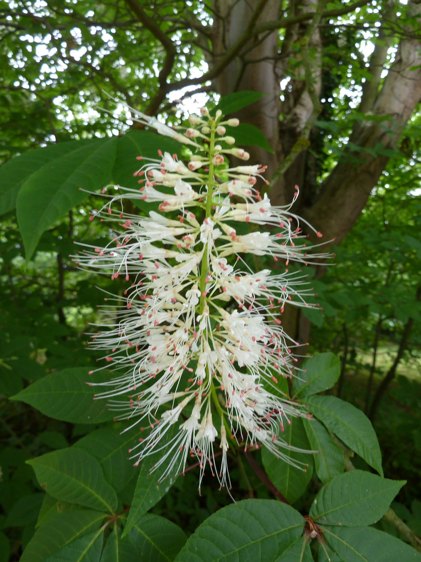 Конский каштан мелкоцветковый (Aesculus parviflora) — свечевидное соцветие с розовато-красными тычинками