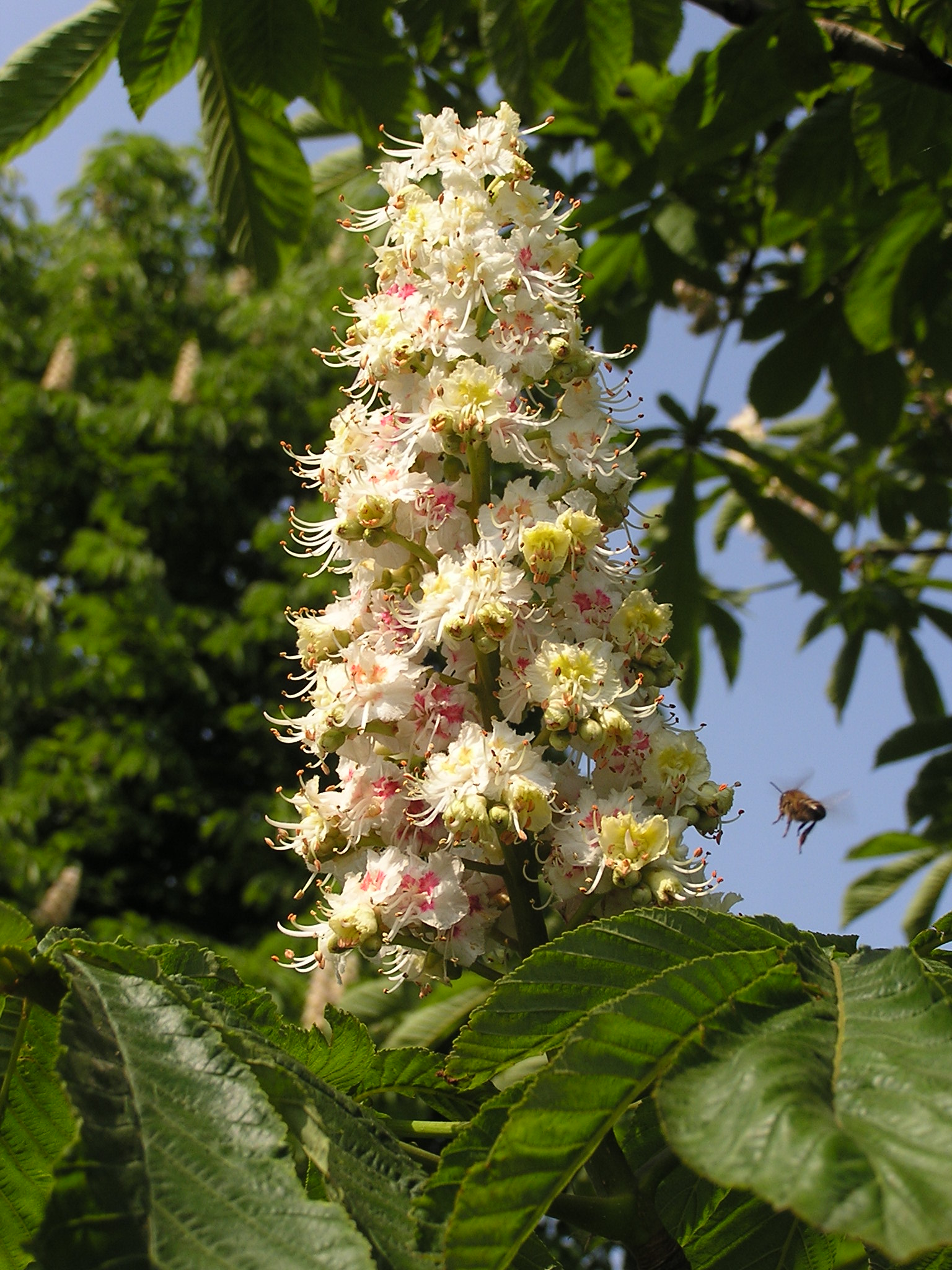 Конский каштан обыкновенный (Aesculus hippocastanum) — пальчатые листья и соцветие-свеча