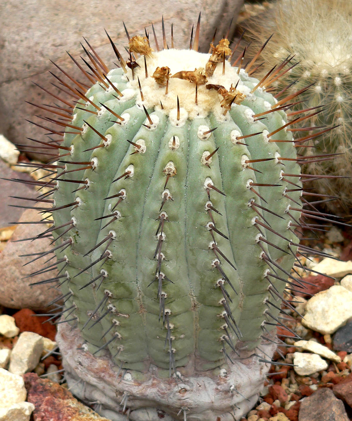 Копьяпоа пепельная (Copiapoa cinerea) — шаровидный кактус с меловым восковым налётом