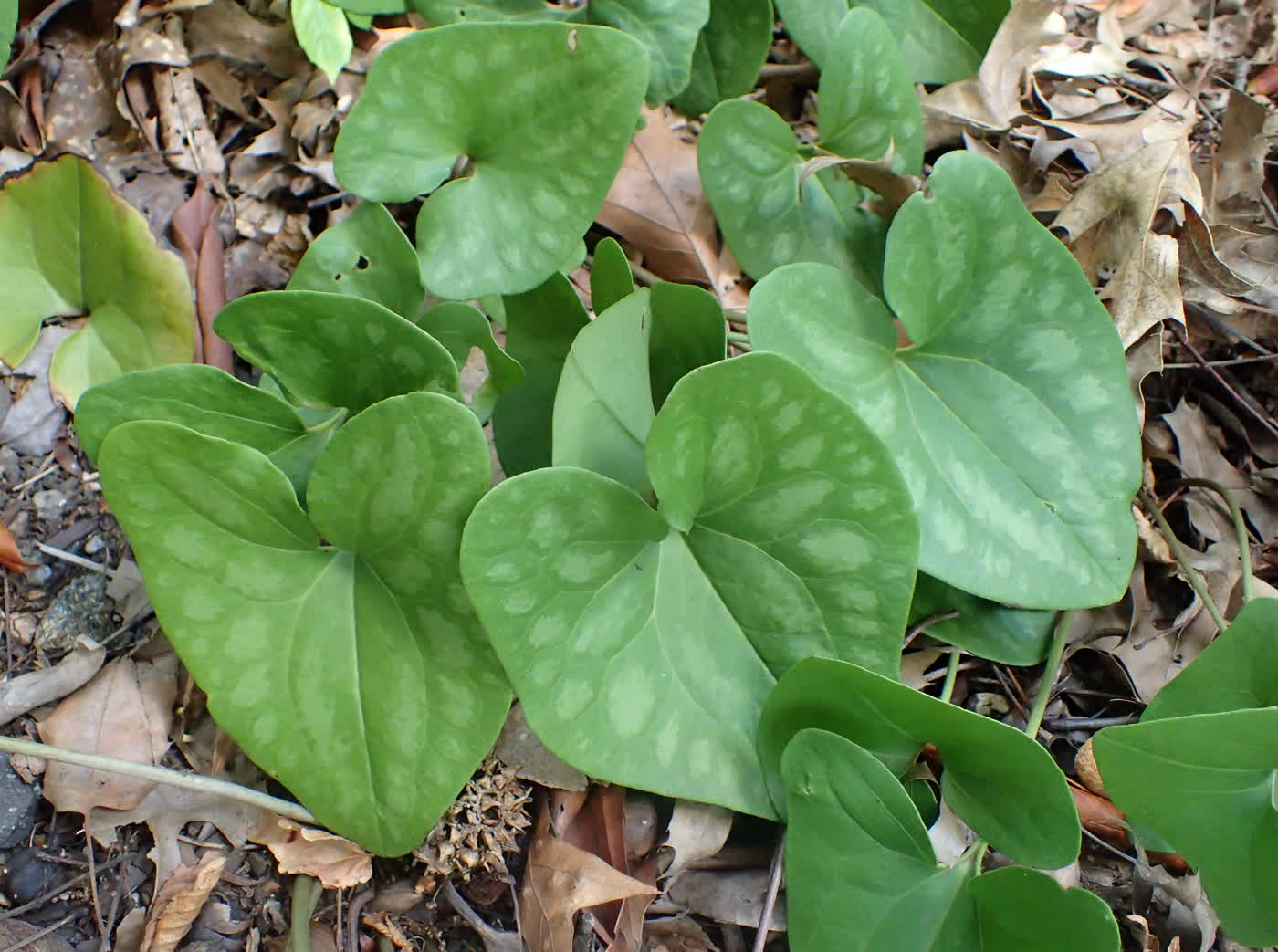 Копытень стреловидный (Asarum arifolium) — вечнозелёные стреловидные листья с серебристым мраморным узором