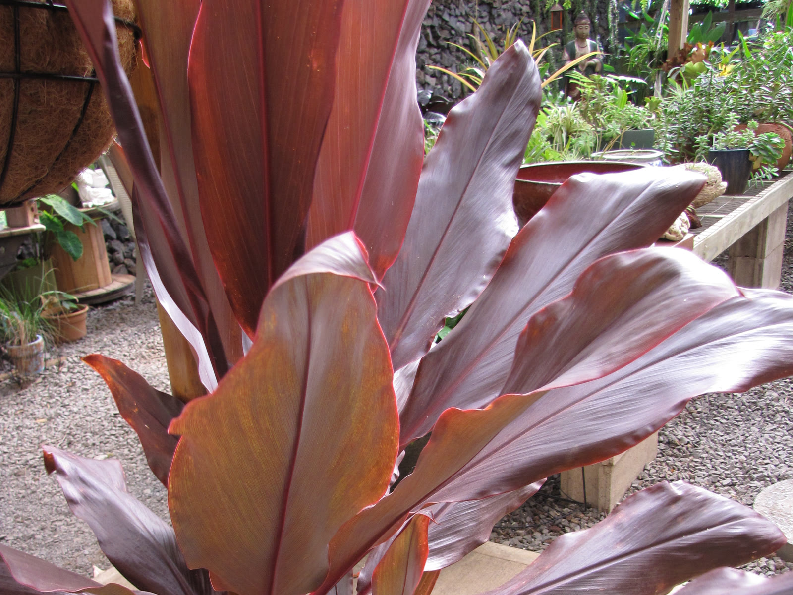 Кордилина верхушечная (Cordyline fruticosa) — плотная крона широких розово-бордовых листьев на верхушке стебля