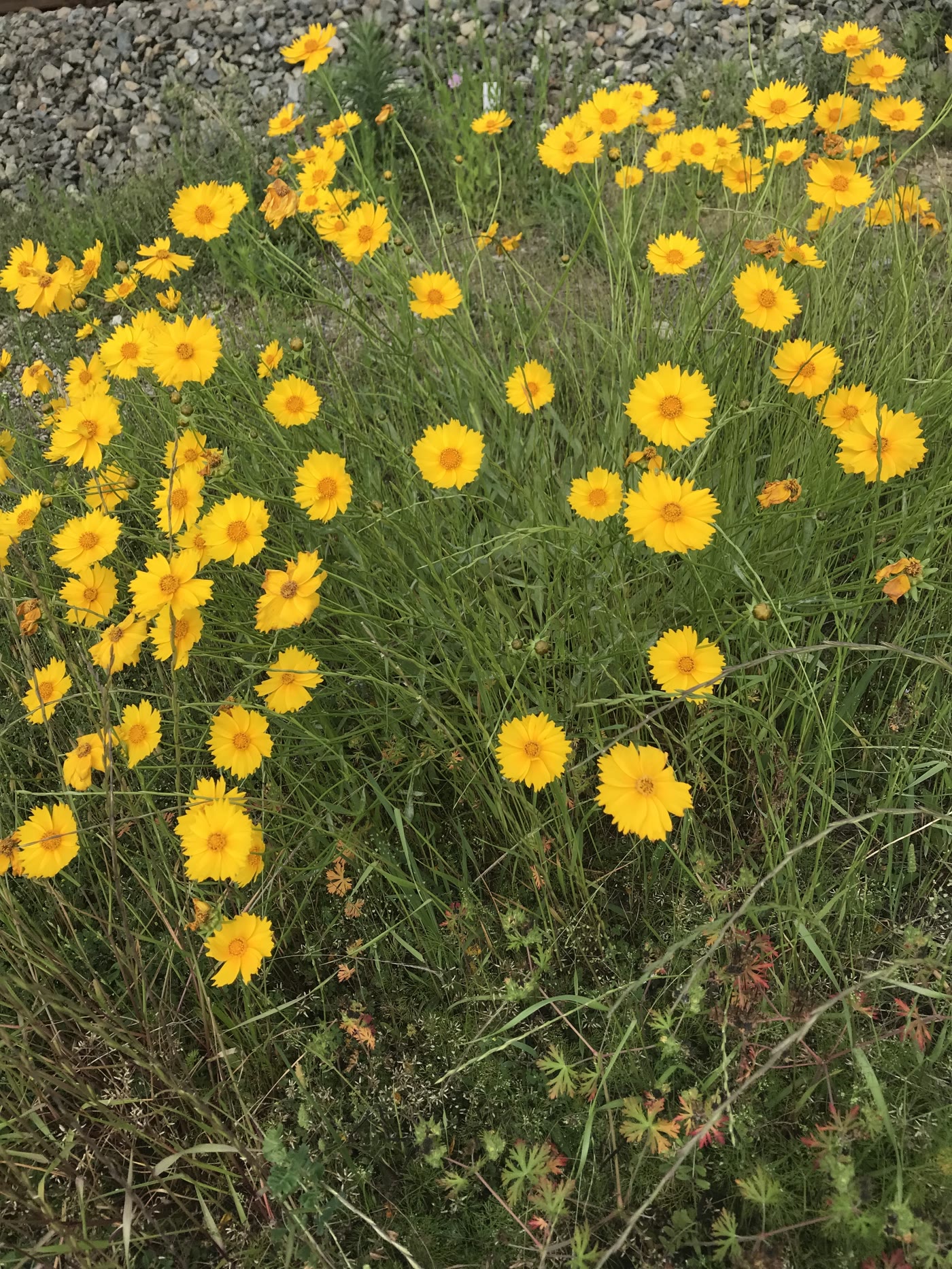 Кореопсис ланцетный (Coreopsis lanceolata) — золотистый цветок с выемчатыми кончиками лепестков