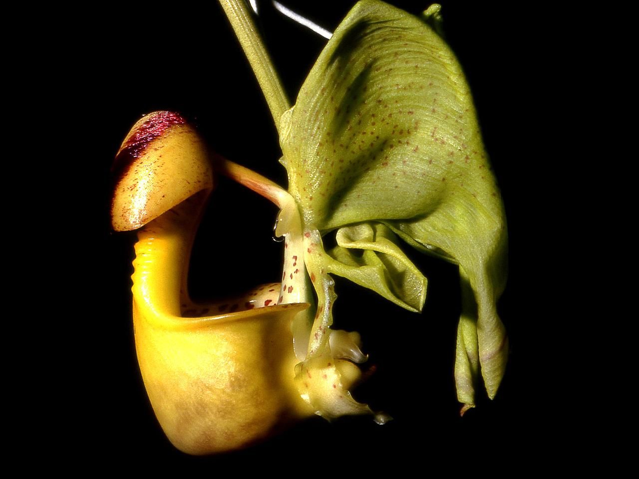 Кориантес крупноцветковый (Coryanthes macrantha) — цветок-«ведёрко» с каплей жидкости, стекающей в нижнюю ловчую часть губы