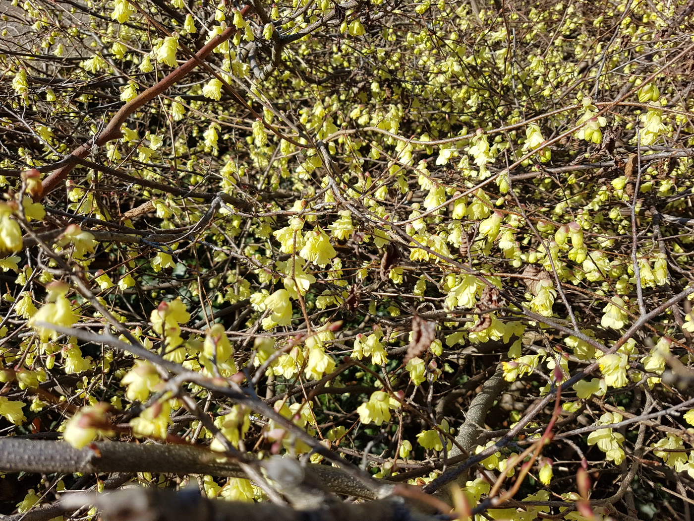 Корилопсис малоцветковый (Corylopsis pauciflora) — поникающие соцветия бледно-жёлтых цветков на голых ветвях