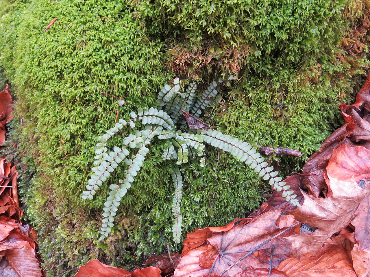Костенец (Asplenium trichomanes) — внешний вид растения