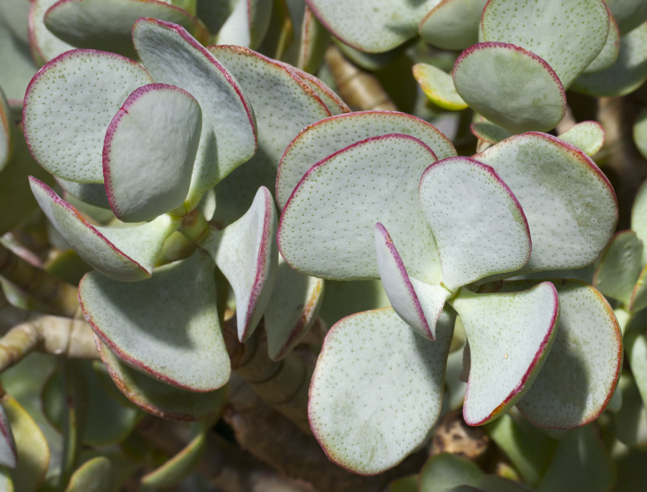 Крассула древовидная (Crassula arborescens) — крупные плоские серо-голубые листья с красной каймой