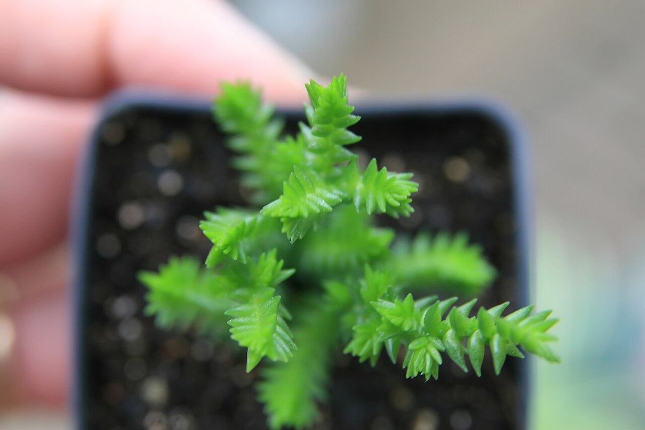 Крассула мшистая (Crassula muscosa) — тонкие побеги с чешуевидными листьями, уложенными в плотные ряды