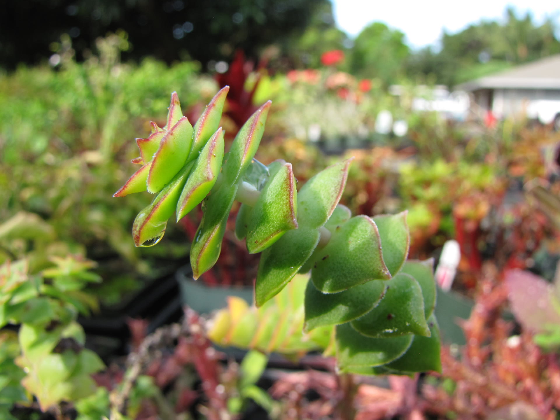Крассула перфората (Crassula perforata), нить бус — каскадные побеги со сросшимися парами треугольных листьев