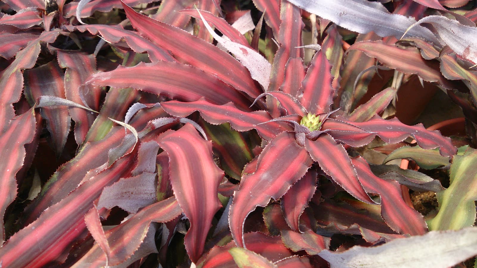 Криптантус двухполосый (Cryptanthus bivittatus) — плоская звездообразная розетка с парными продольными полосами на волнистых листьях