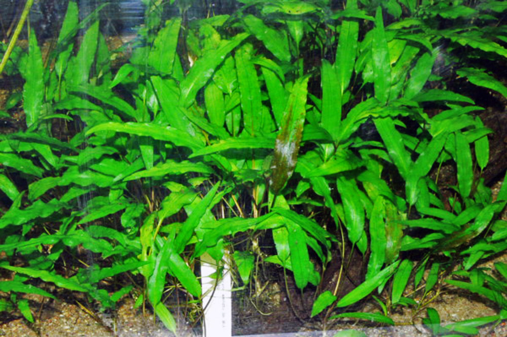 Криптокорина Вендта (Cryptocoryne wendtii) — куст с широкими волнистыми ланцетными листьями в аквариумном грунте