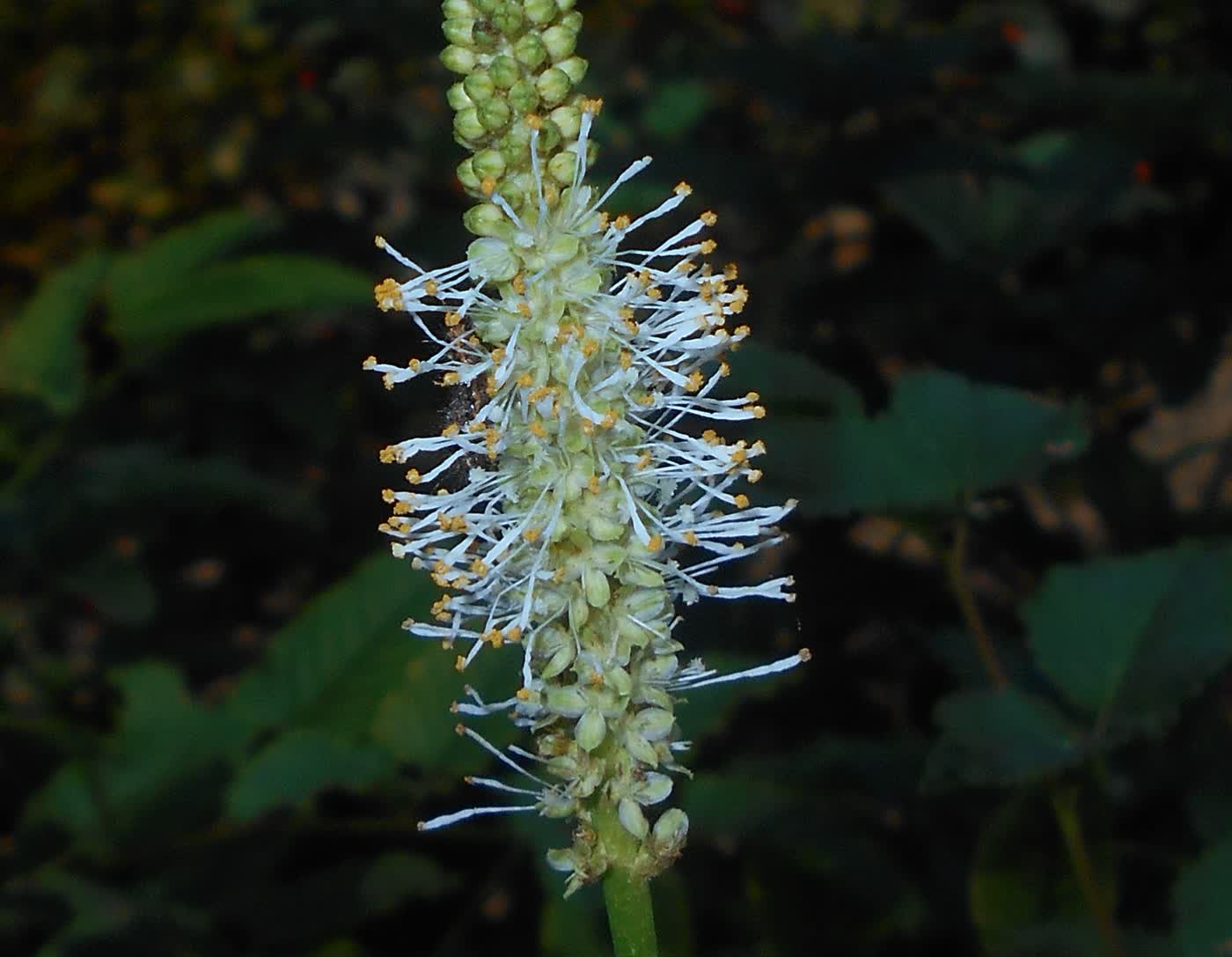 Кровохлёбка канадская (Sanguisorba canadensis) — белые бутылочные соцветия