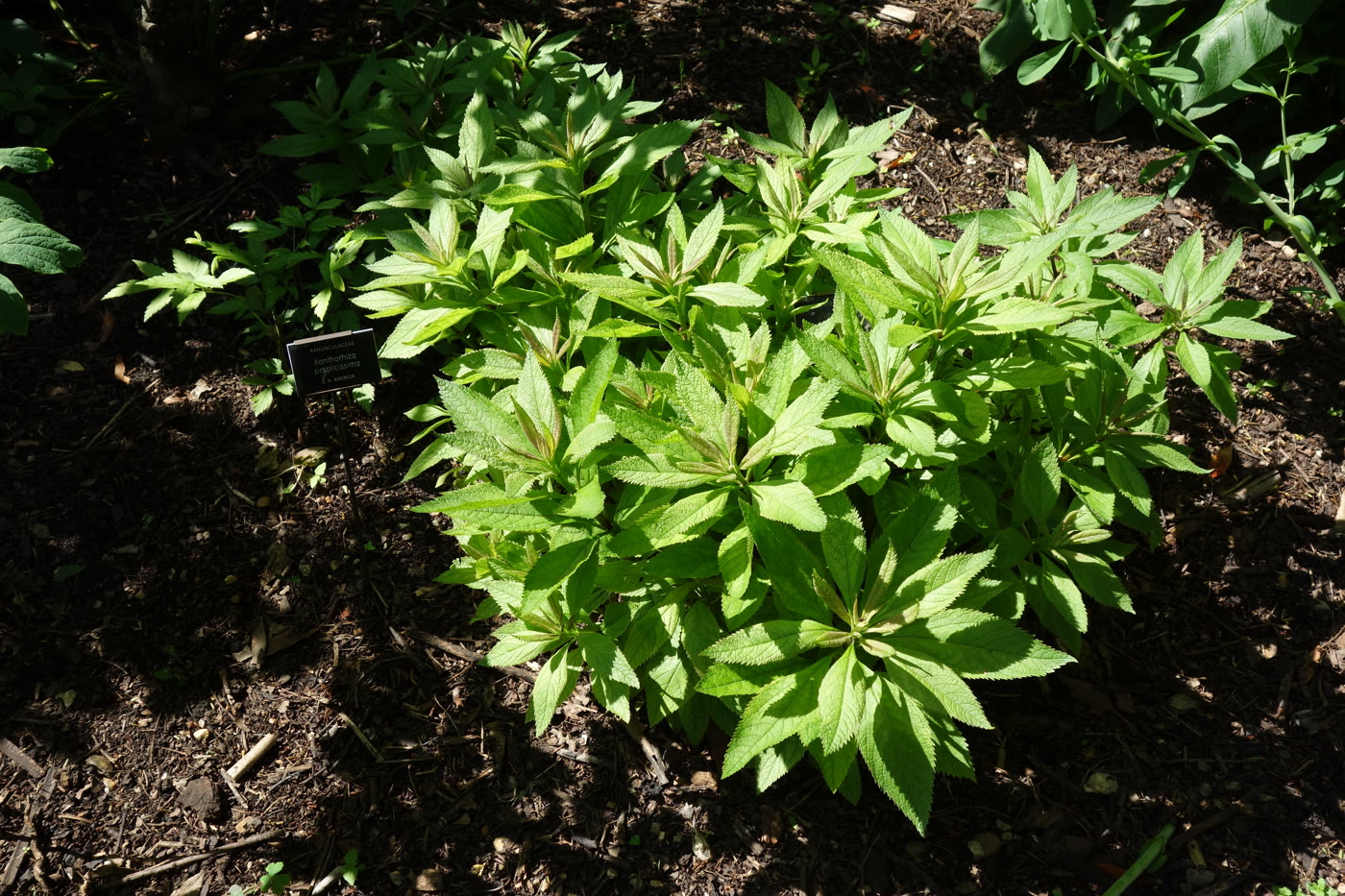 Ксанториза простая (Xanthorhiza simplicissima) — ажурная листва растения