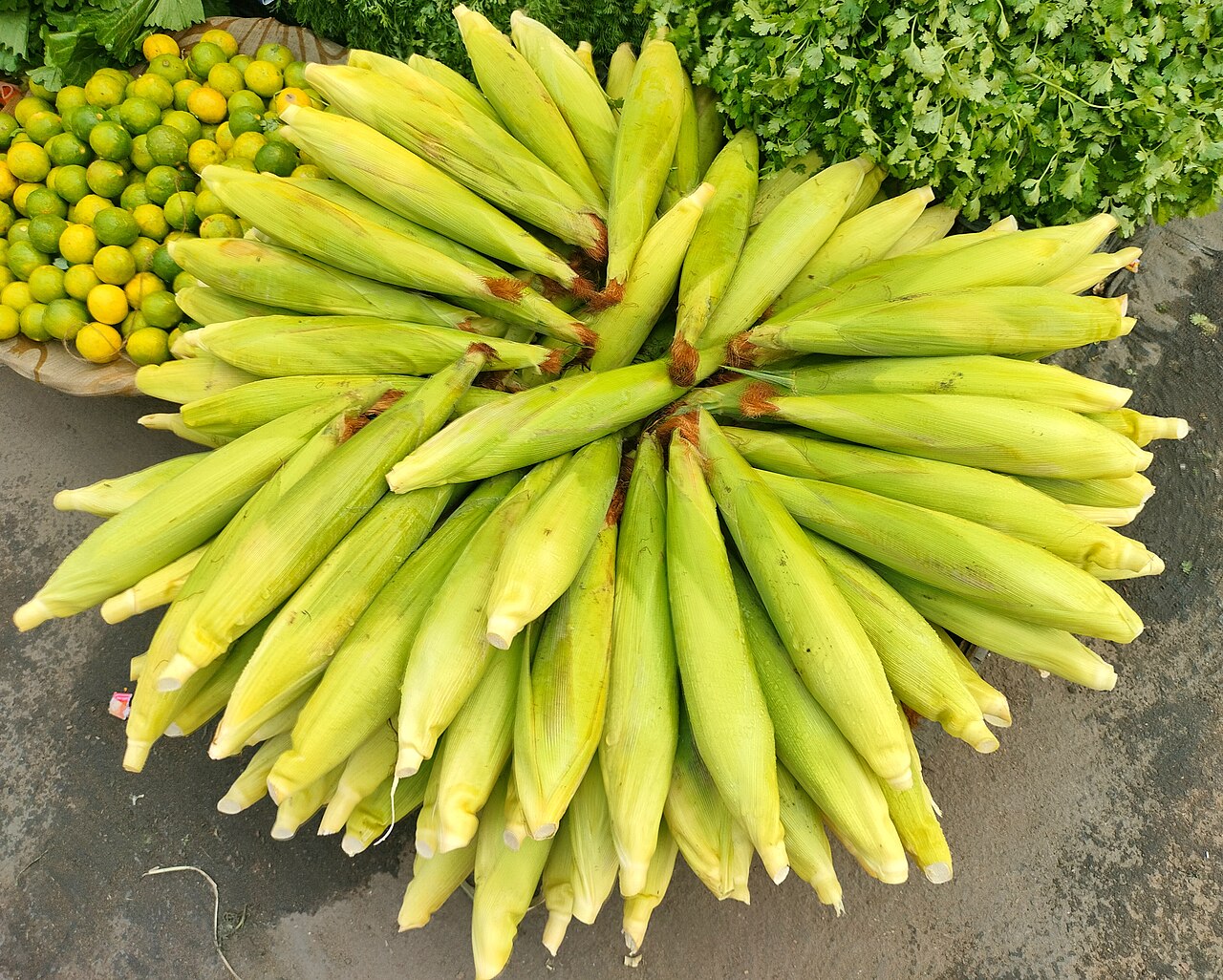 Очищенные от нижних листьев молодые початки сахарной кукурузы в молочной спелости