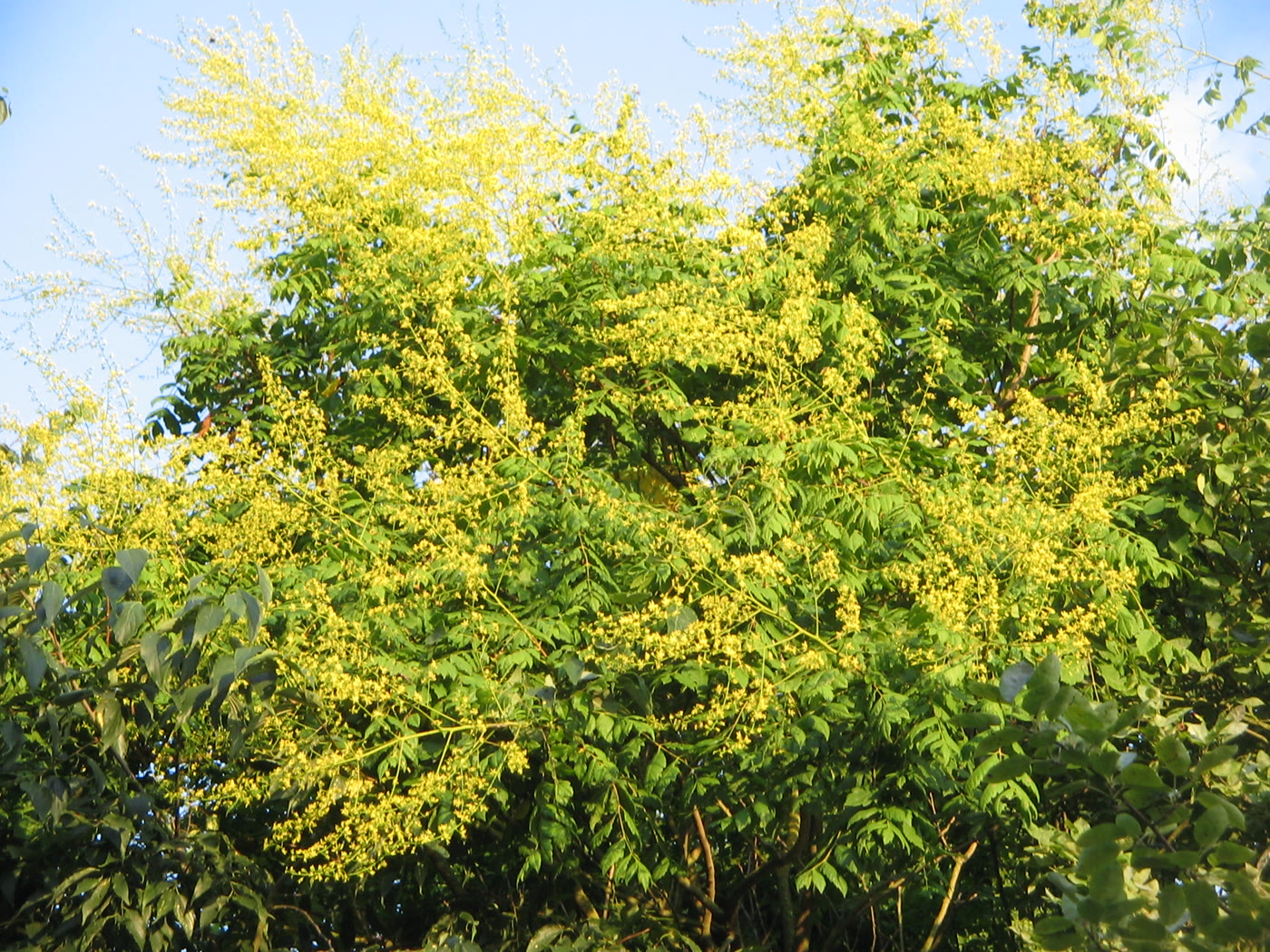 Кёльрейтерия метельчатая (Koelreuteria paniculata) в цветении — жёлтые метельчатые соцветия