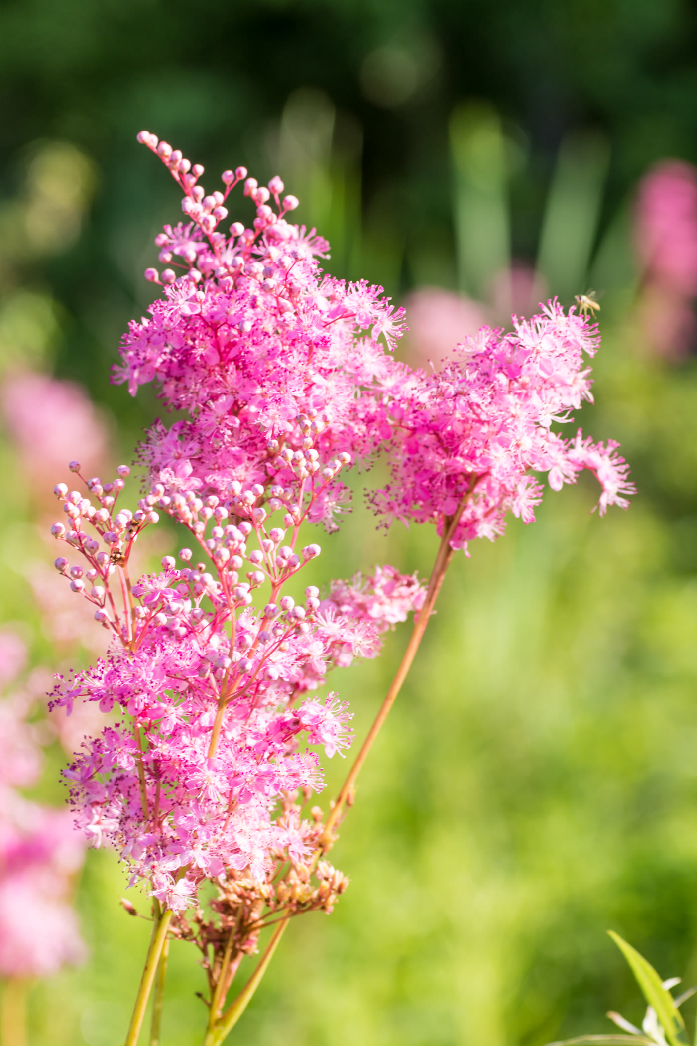 Лабазник красный (Filipendula rubra) — высокие розовые пушистые метёлки