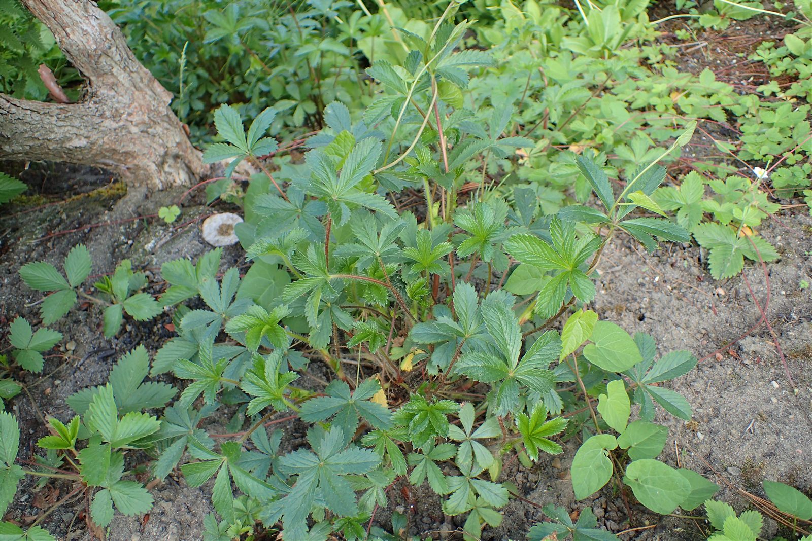 Лапчатка непальская (Potentilla nepalensis) — розовые цветки с тёмным глазком