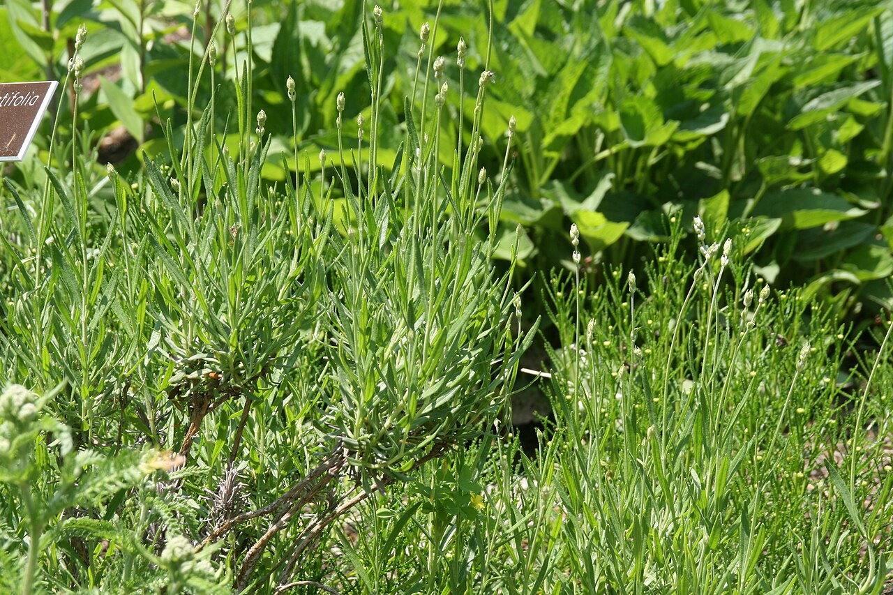 Лаванда узколистная «Мунстед» (Lavandula angustifolia 'Munstead') — плотный невысокий куст с серо-зелёными узкими листьями и сине-фиолетовыми колосьями в начале цветения