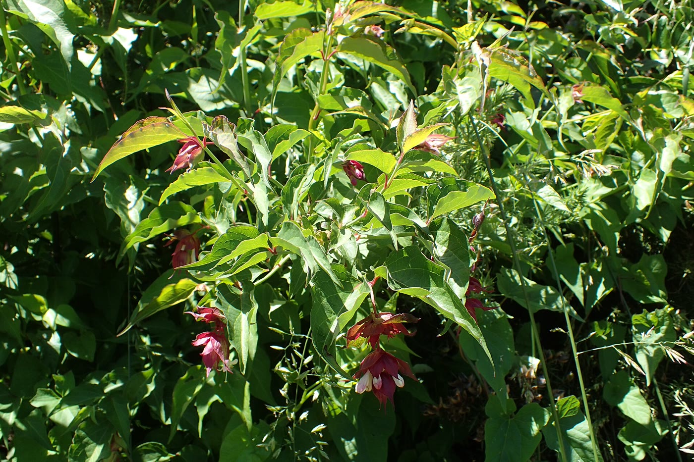 Лейцестерия прекрасная (Leycesteria formosa) — свисающие грозди цветков в винно-пурпурных прицветниках на фоне зелёной листвы