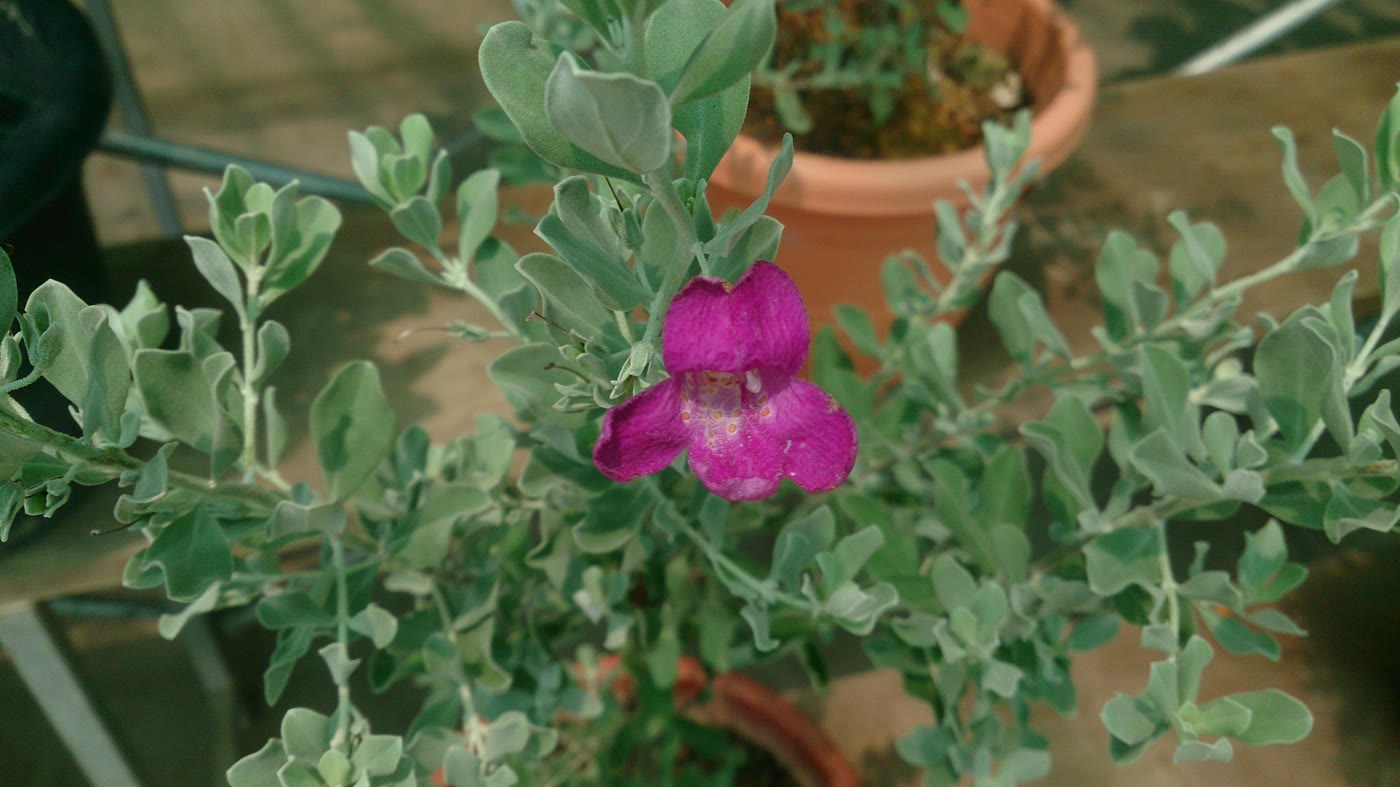 Лейкофиллум кустарниковый (Leucophyllum frutescens) — серебристо-серые бархатистые листья и лиловые колокольчатые цветки после дождя