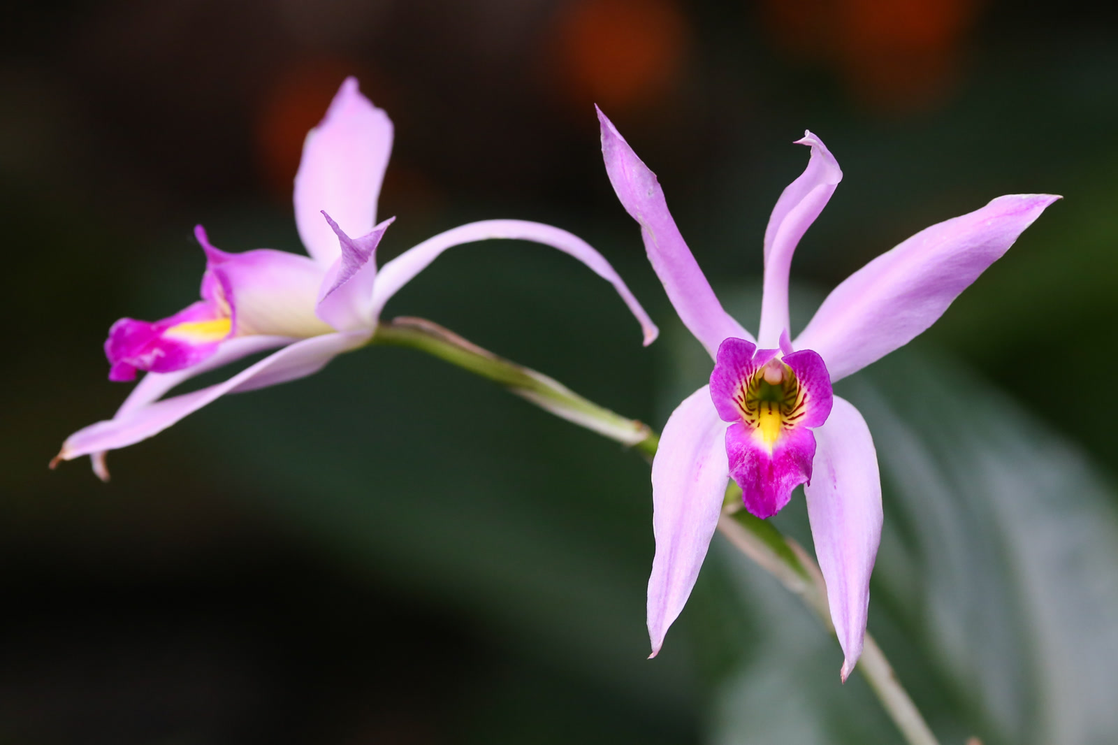 Лелия анцепс (Laelia anceps) — лавандово-розовые цветки с тёмным пурпурным зевом на длинном тонком цветоносе