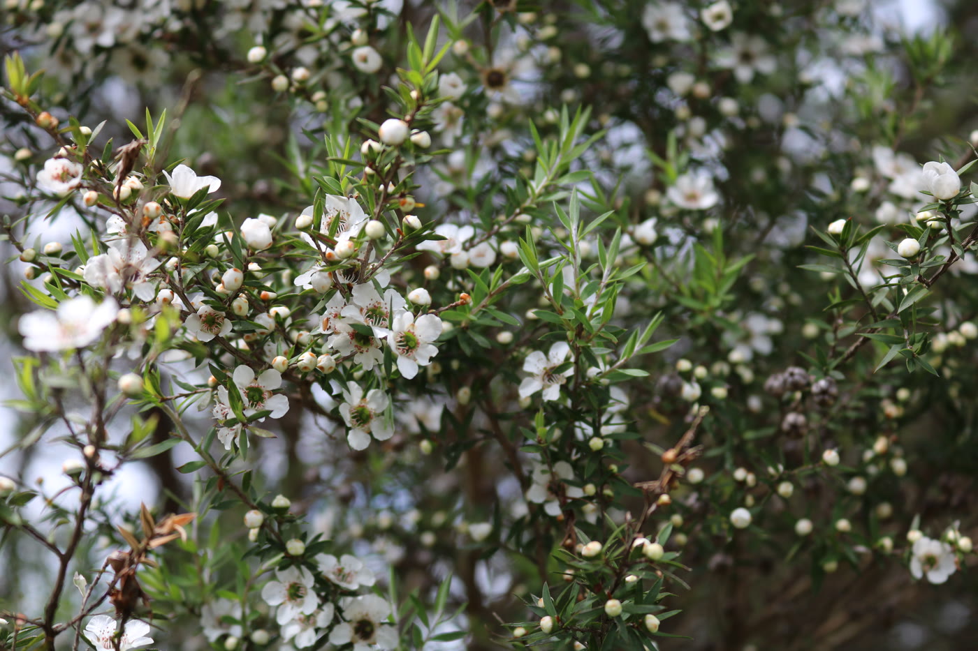 Лептоспермум метельчатый, манука (Leptospermum scoparium) — цветение и листва