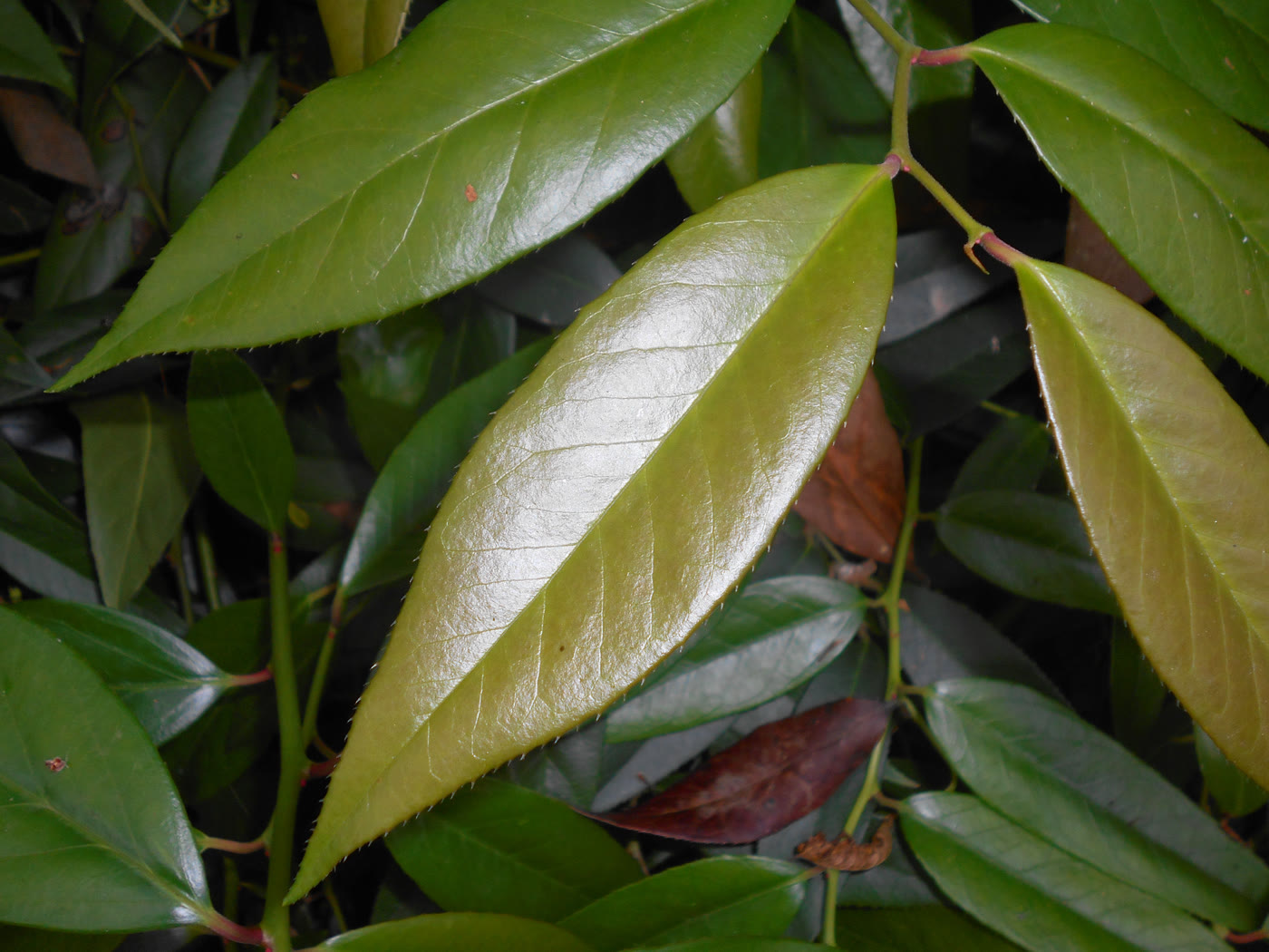 Леукотоэ Фонтанезиана (Leucothoe fontanesiana) — дугообразные побеги с белыми цветками-кувшинчиками