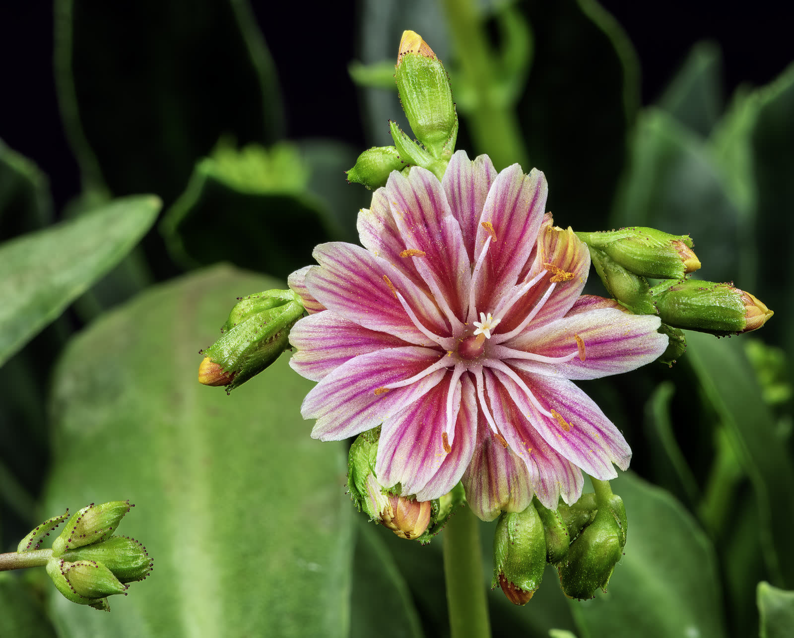 Левизия котиледон (Lewisia cotyledon) — розетка с цветками