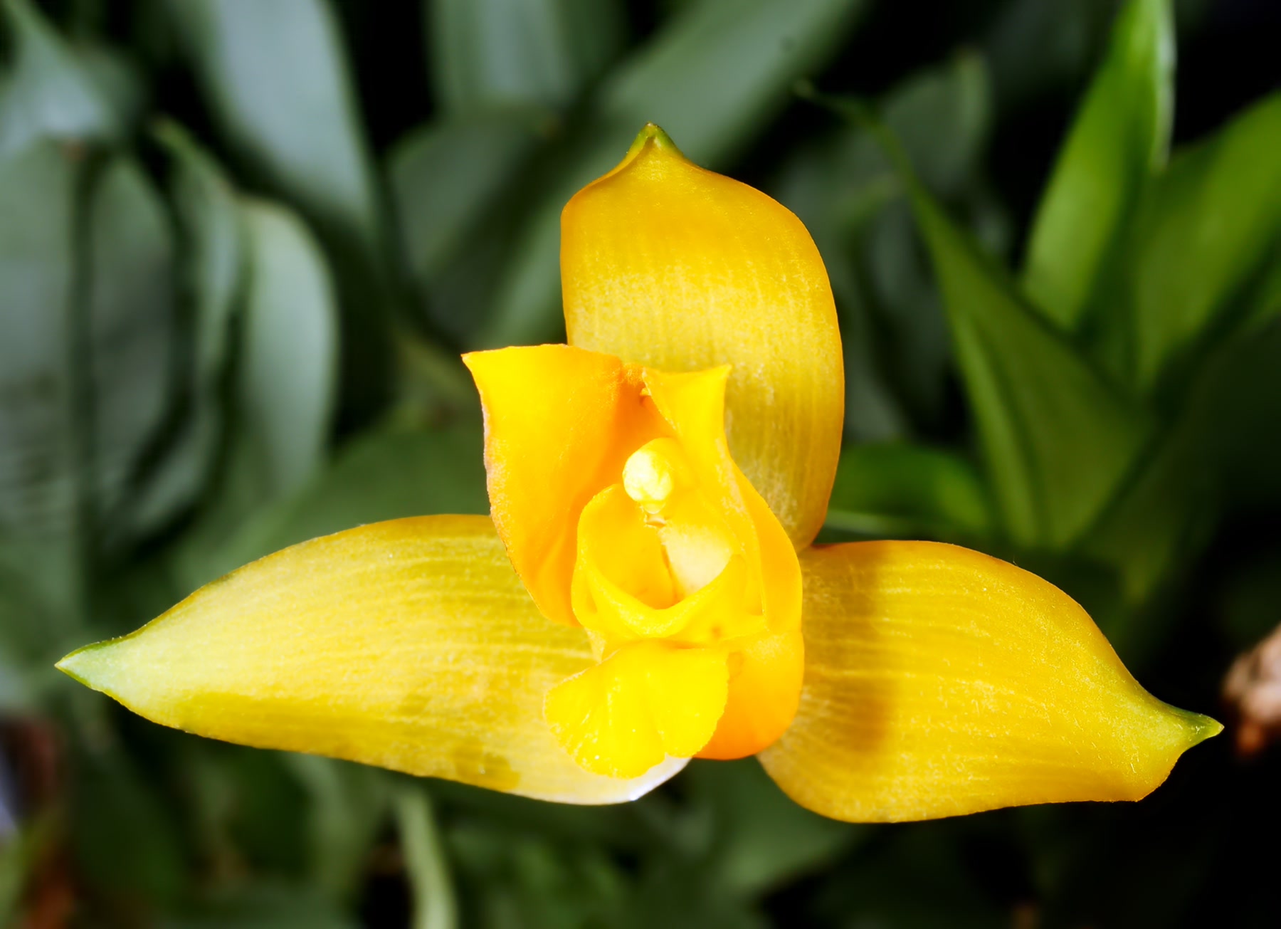 Ликаста ароматная (Lycaste aromatica) — восковые жёлто-оранжевые цветки с сильным ароматом корицы