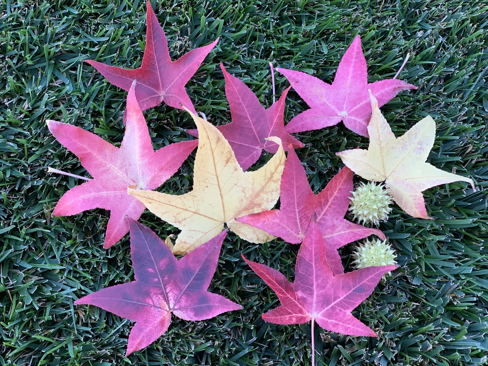Ликвидамбар смолоносный (Liquidambar styraciflua) — звёздчатые листья в разноцветной осенней окраске и колючие плоды-шарики
