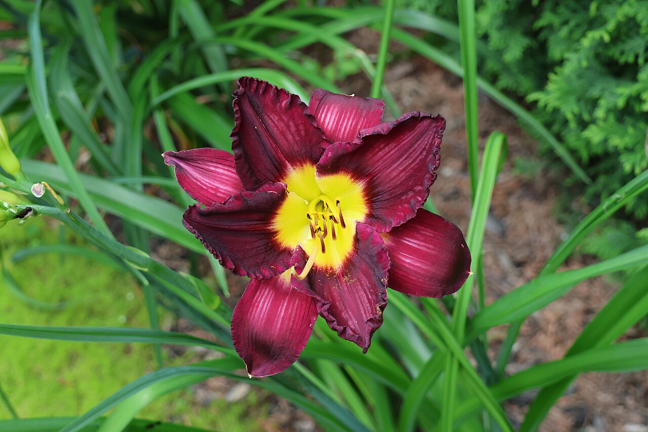 Лилейник Бела Лугоши (Hemerocallis 'Bela Lugosi') — тёмно-пурпурный цветок с зелёным зевом