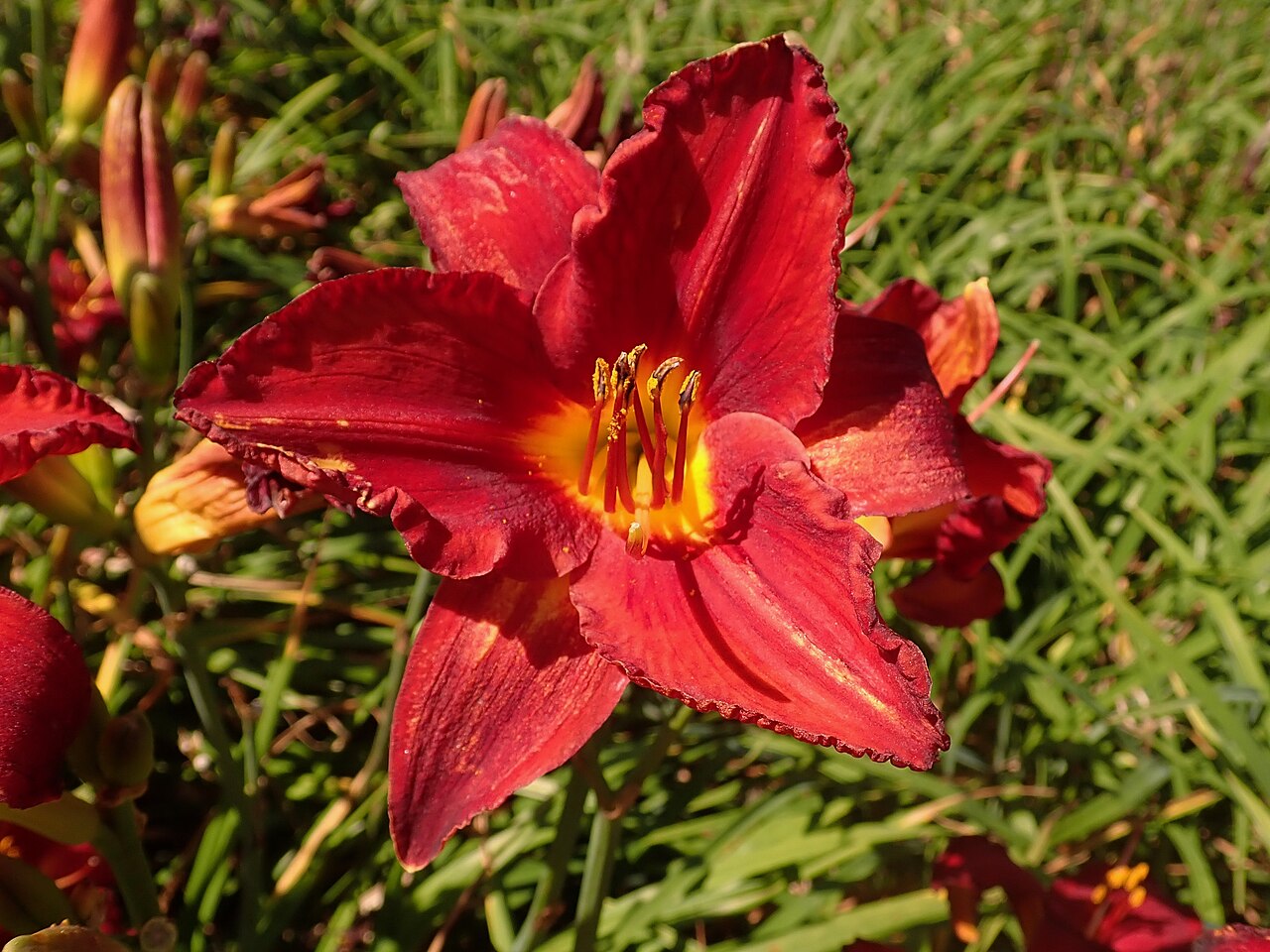 Лилейник Чикаго Апачи (Hemerocallis 'Chicago Apache') — насыщенно-красный цветок с жёлто-зелёным зевом